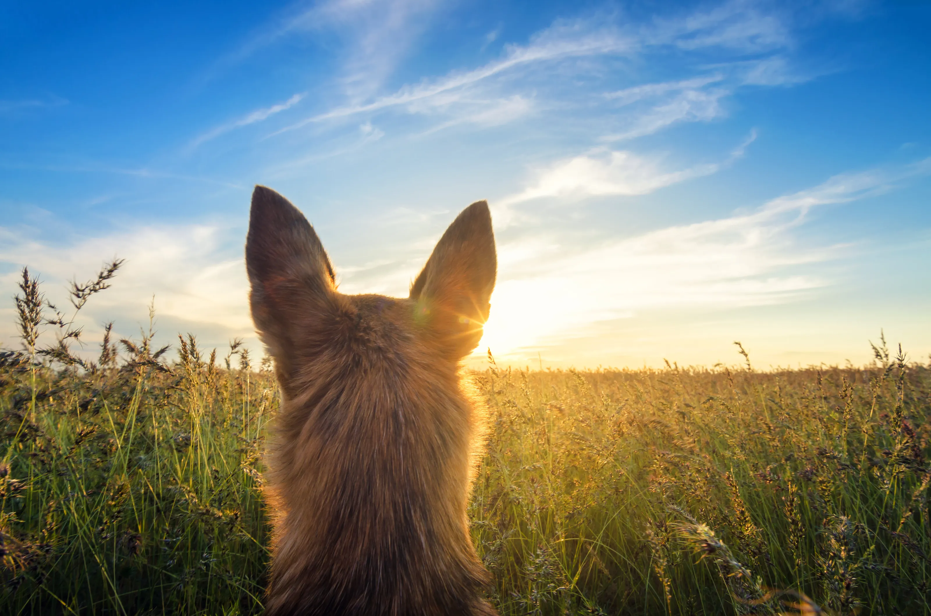 Small chihuahua dog enjoying golden sunset in grass