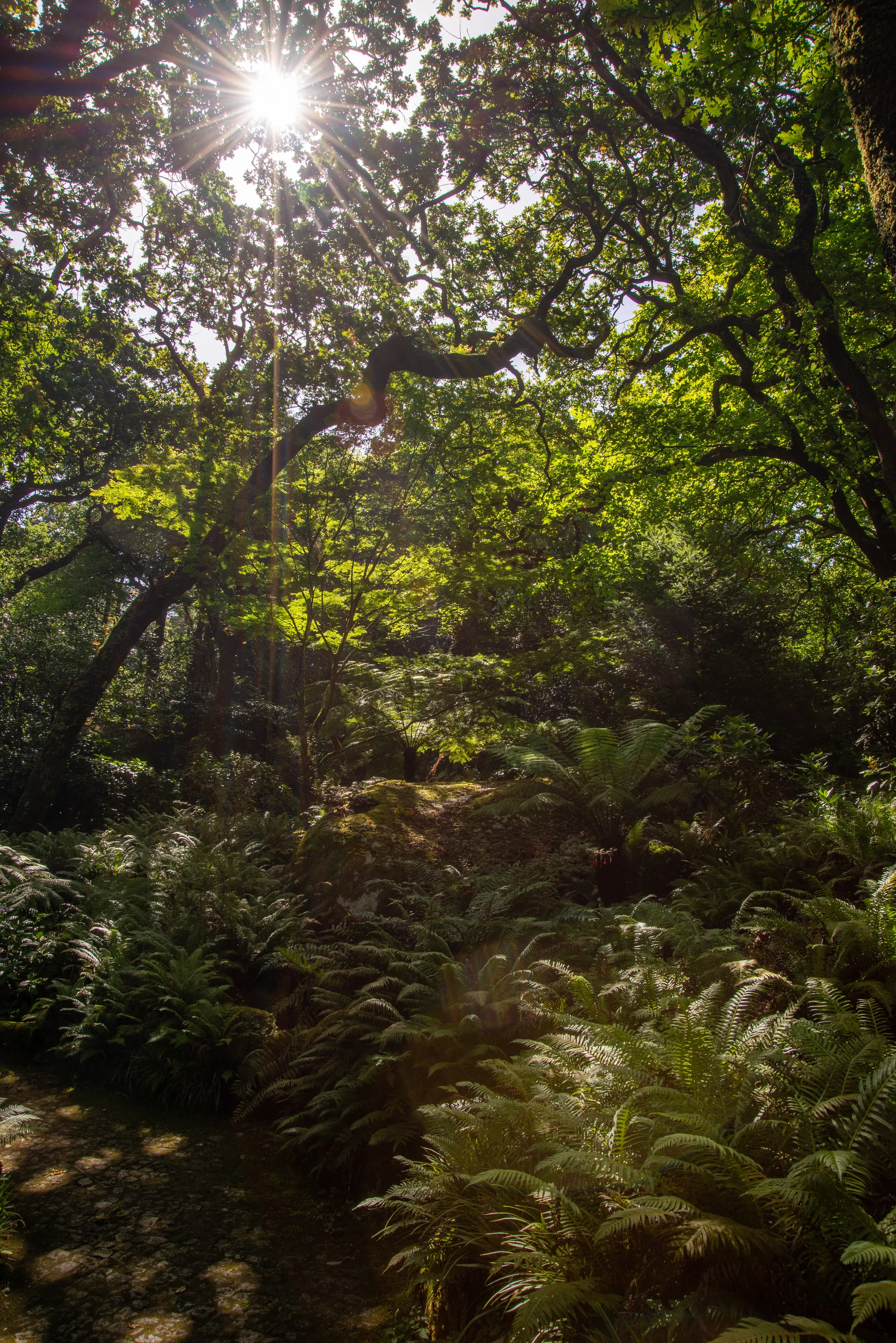 Magical forest