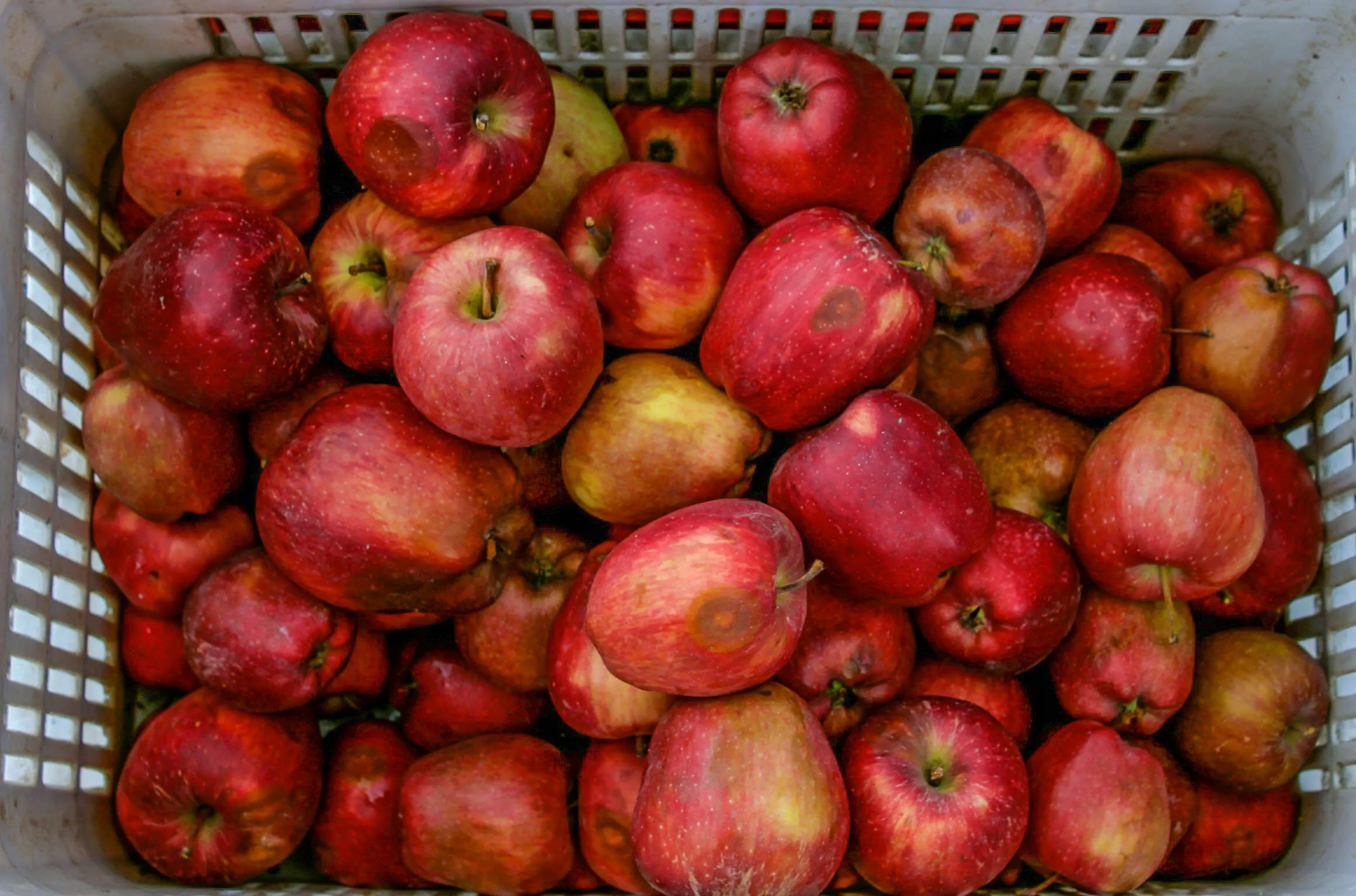 I like apples...