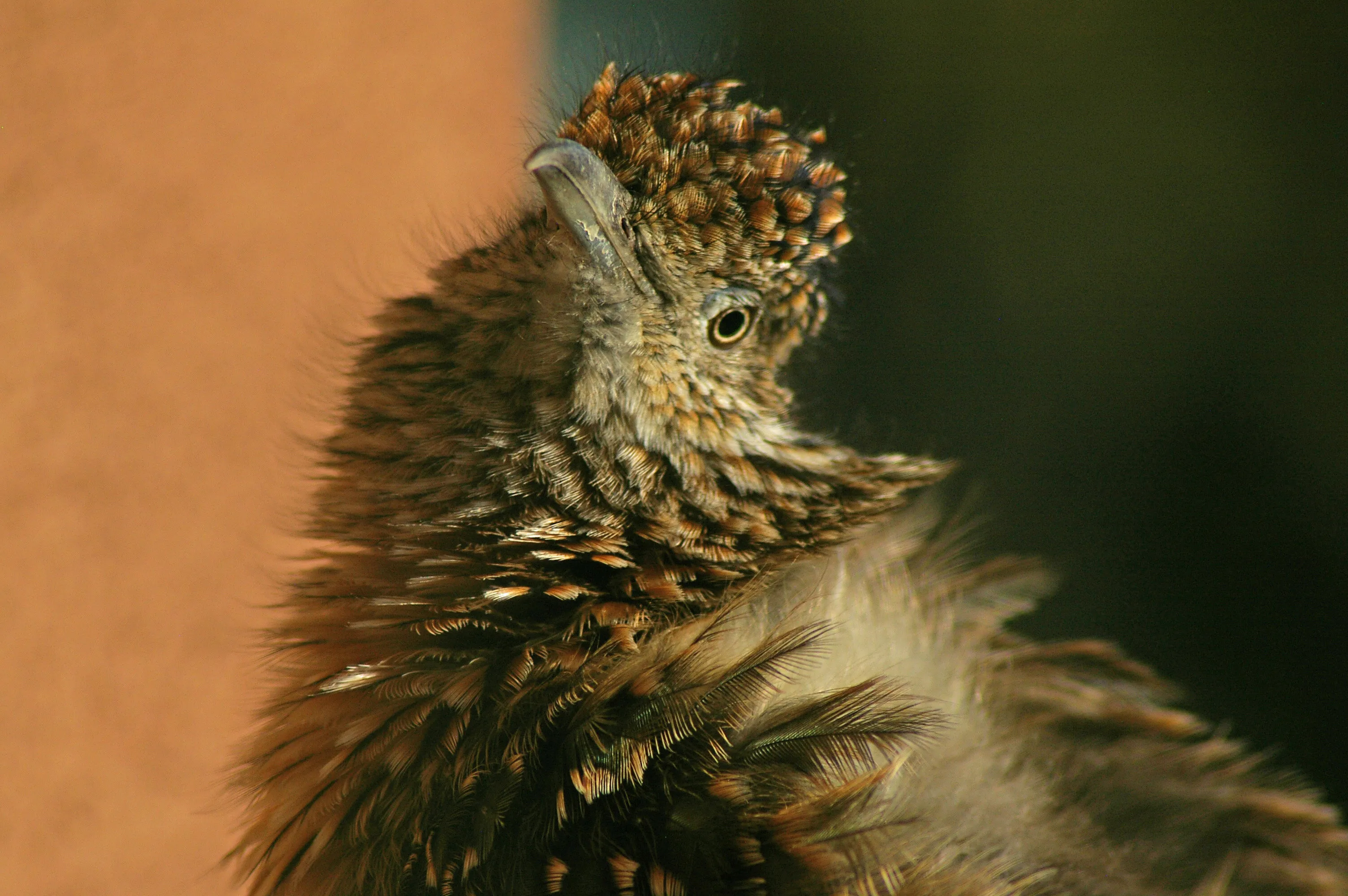 Road Runner Dries His Feathers