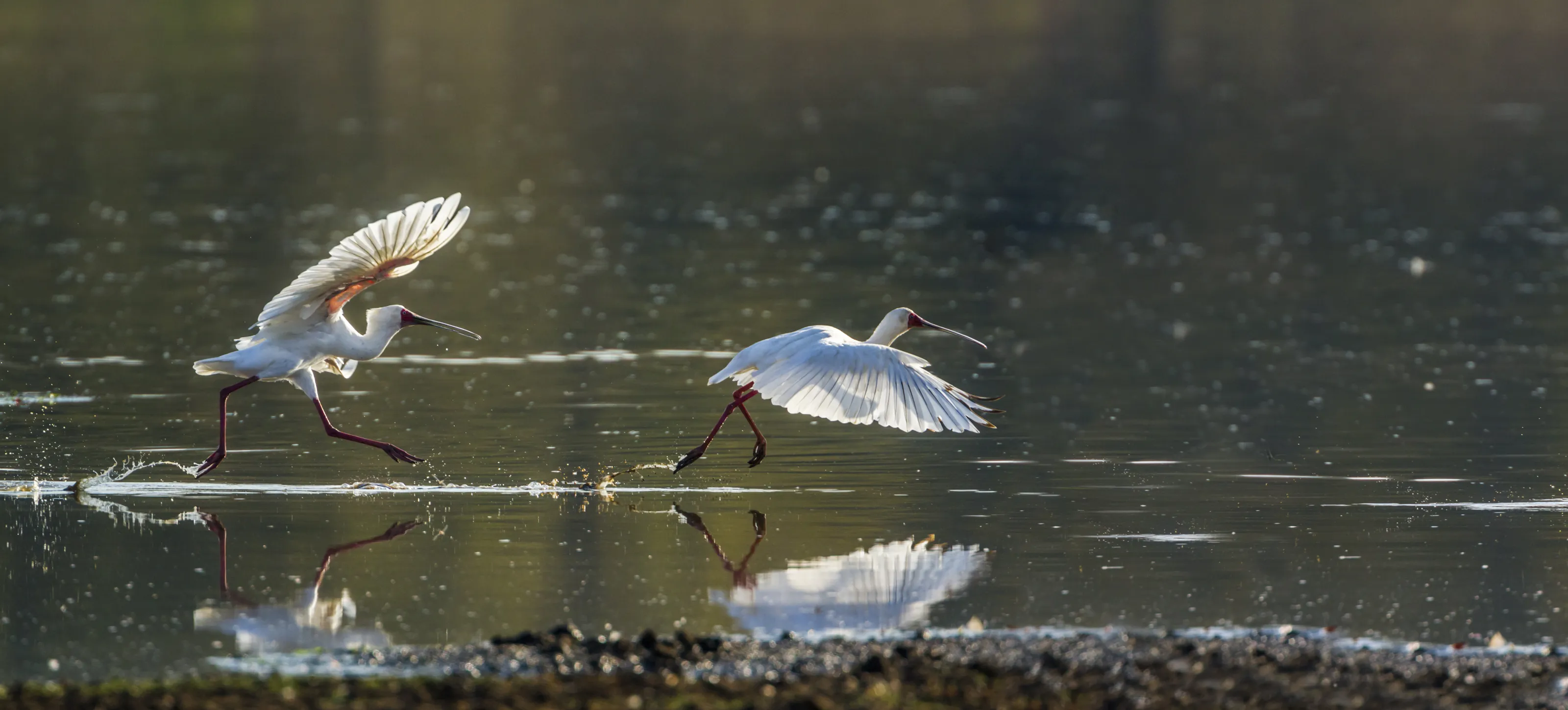 African spoonbill in Kruger National park, South Africa