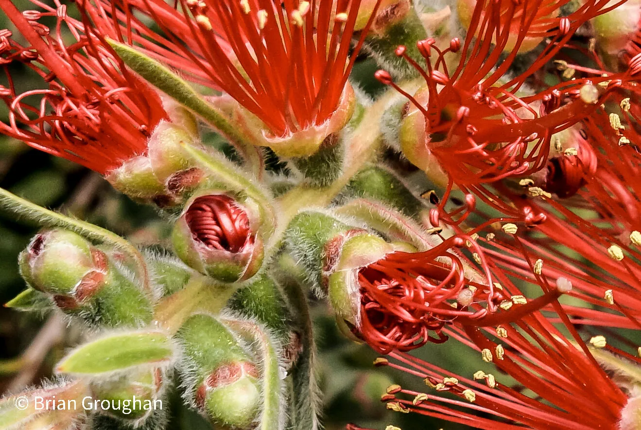Bottle brush