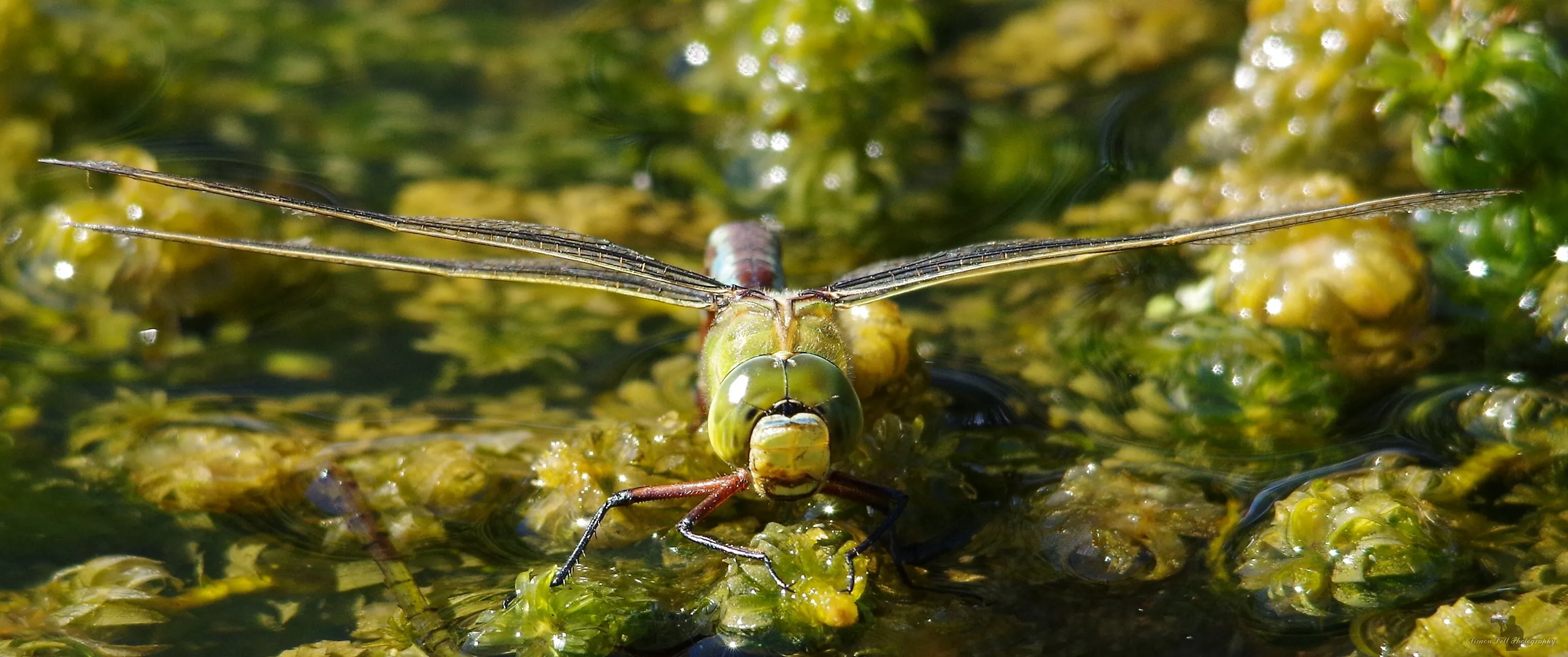 emperor dragonfly