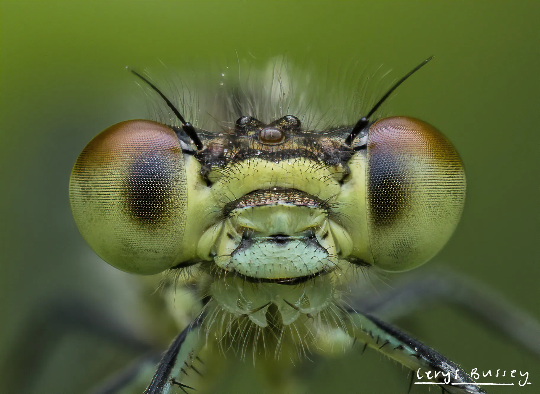 Green Damselfly