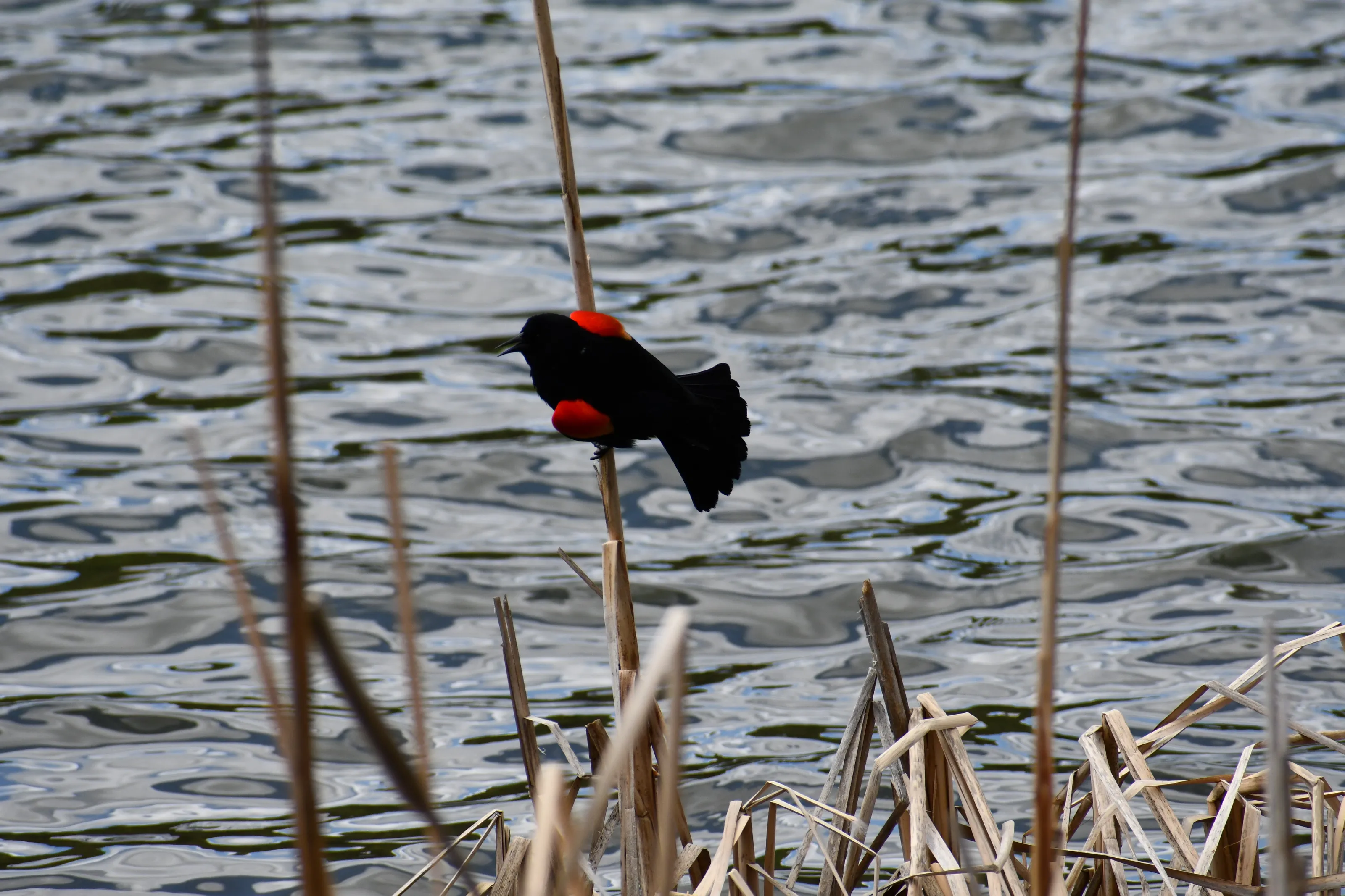 Red-winged black bird