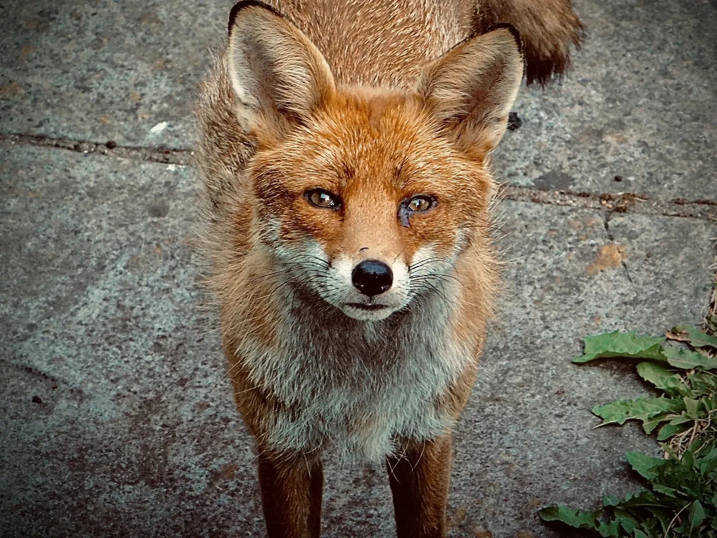 Mr Fox