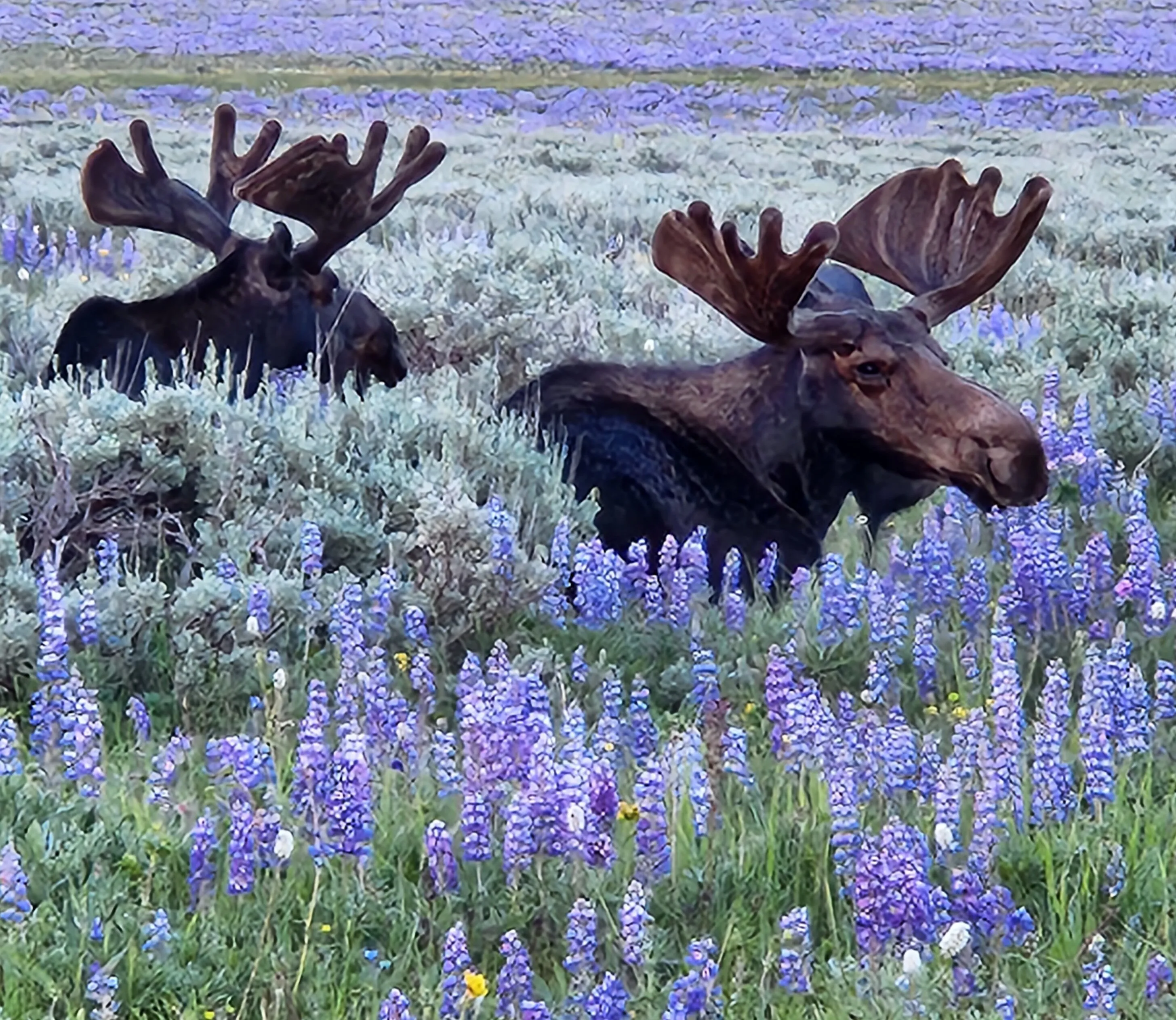 Big Horn Beauties