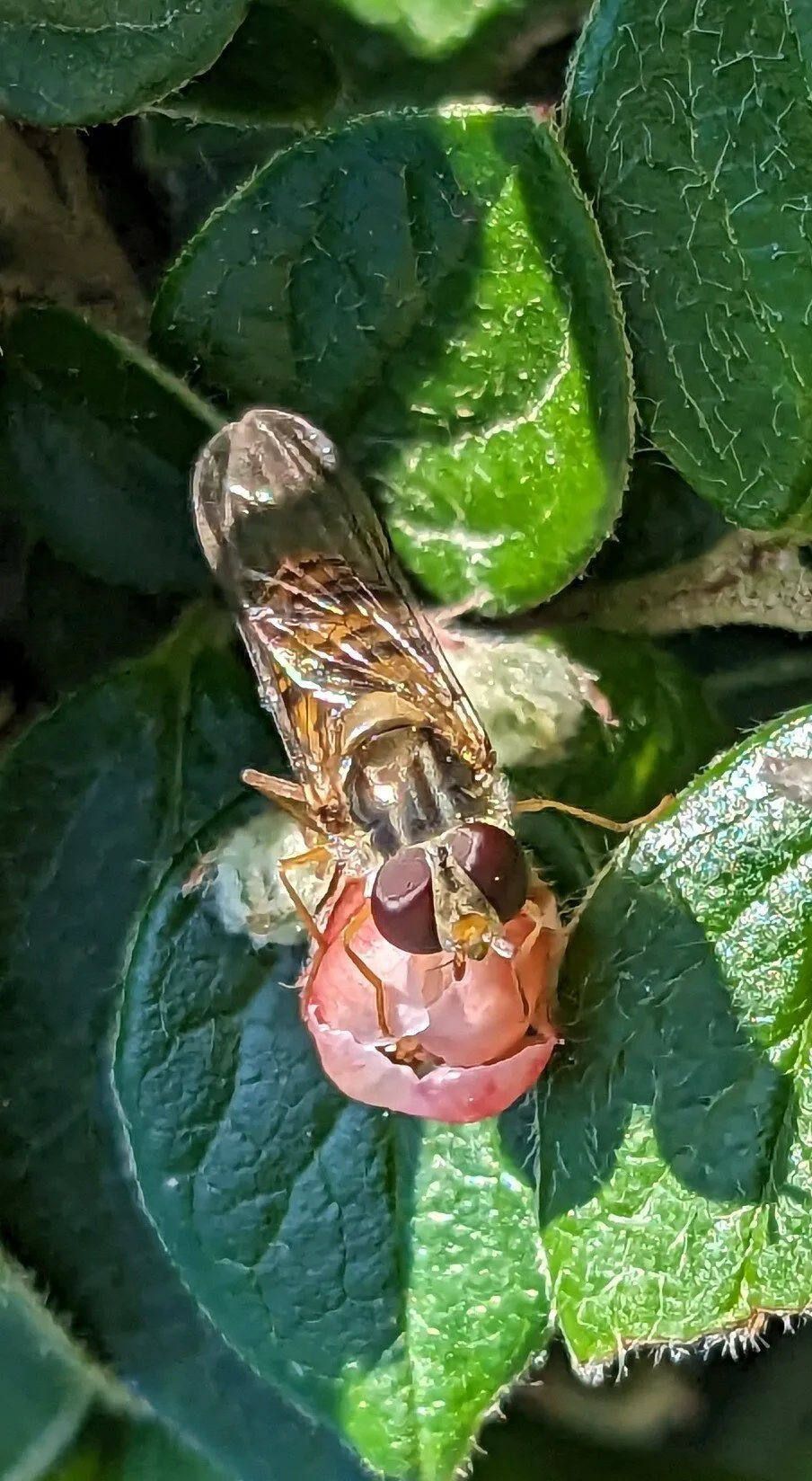 Marmalade Hover fly