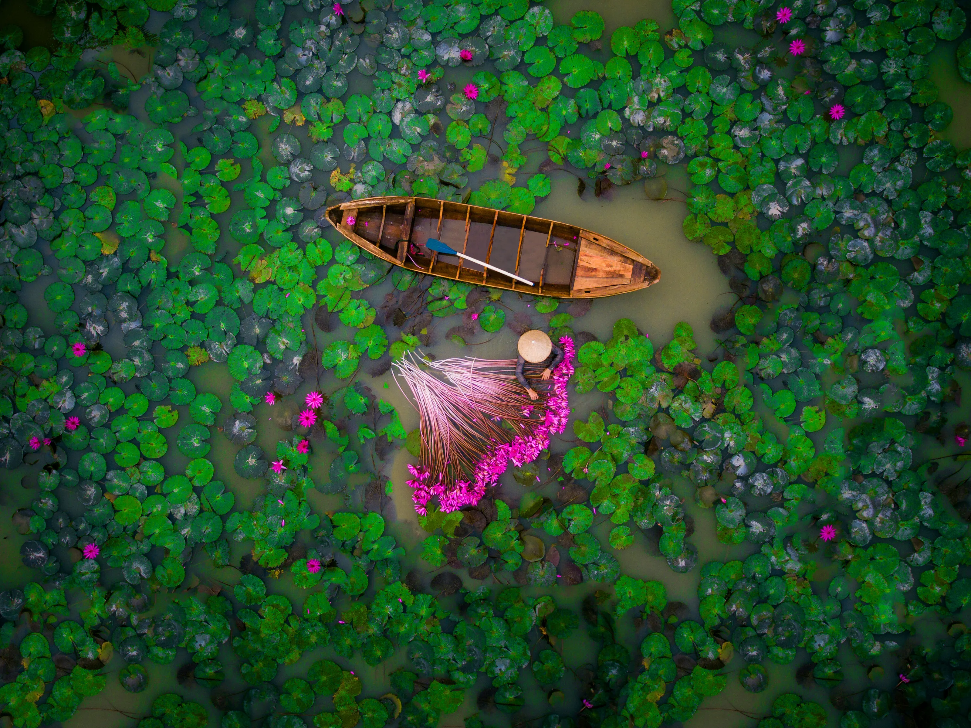 waterlily