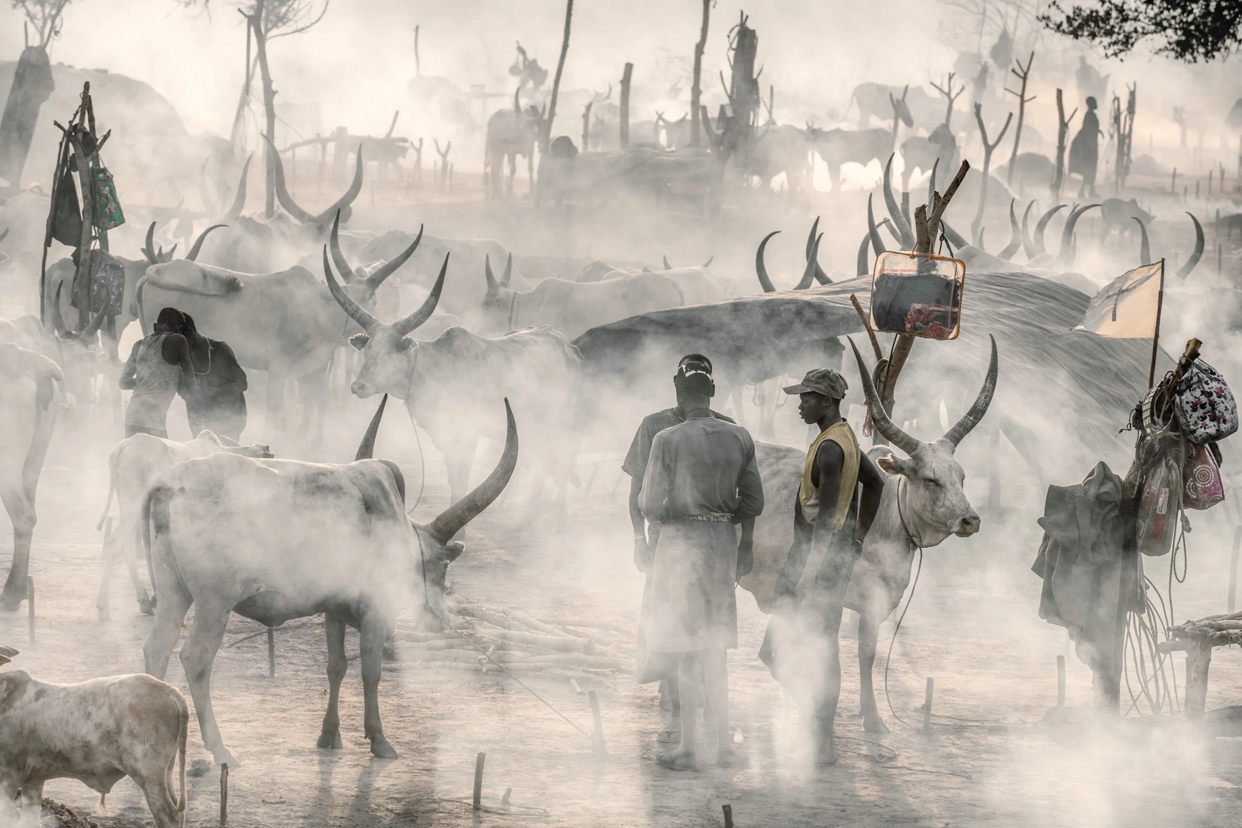 Life in a Mundari cattle camp