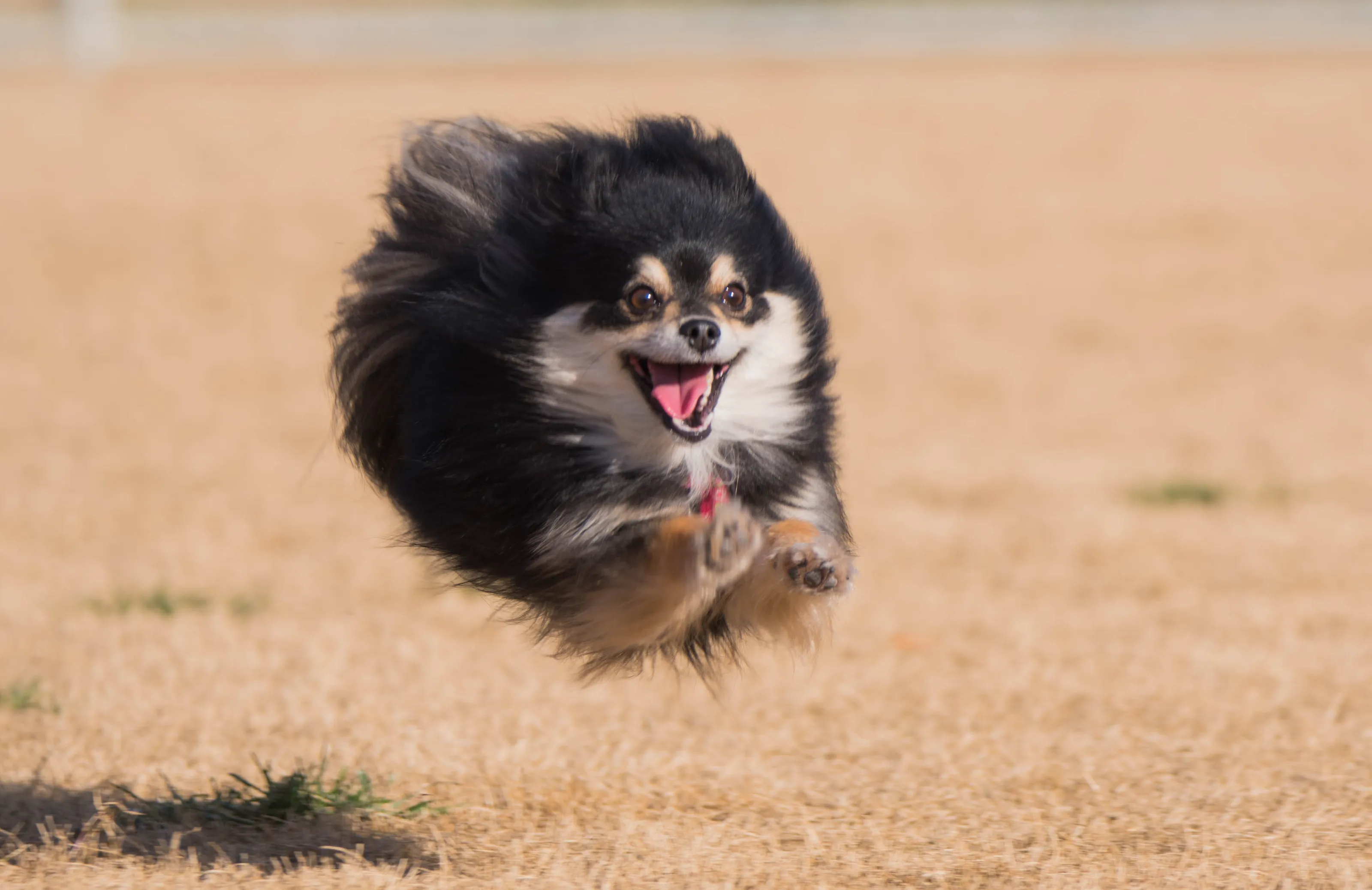 Flying Furrball