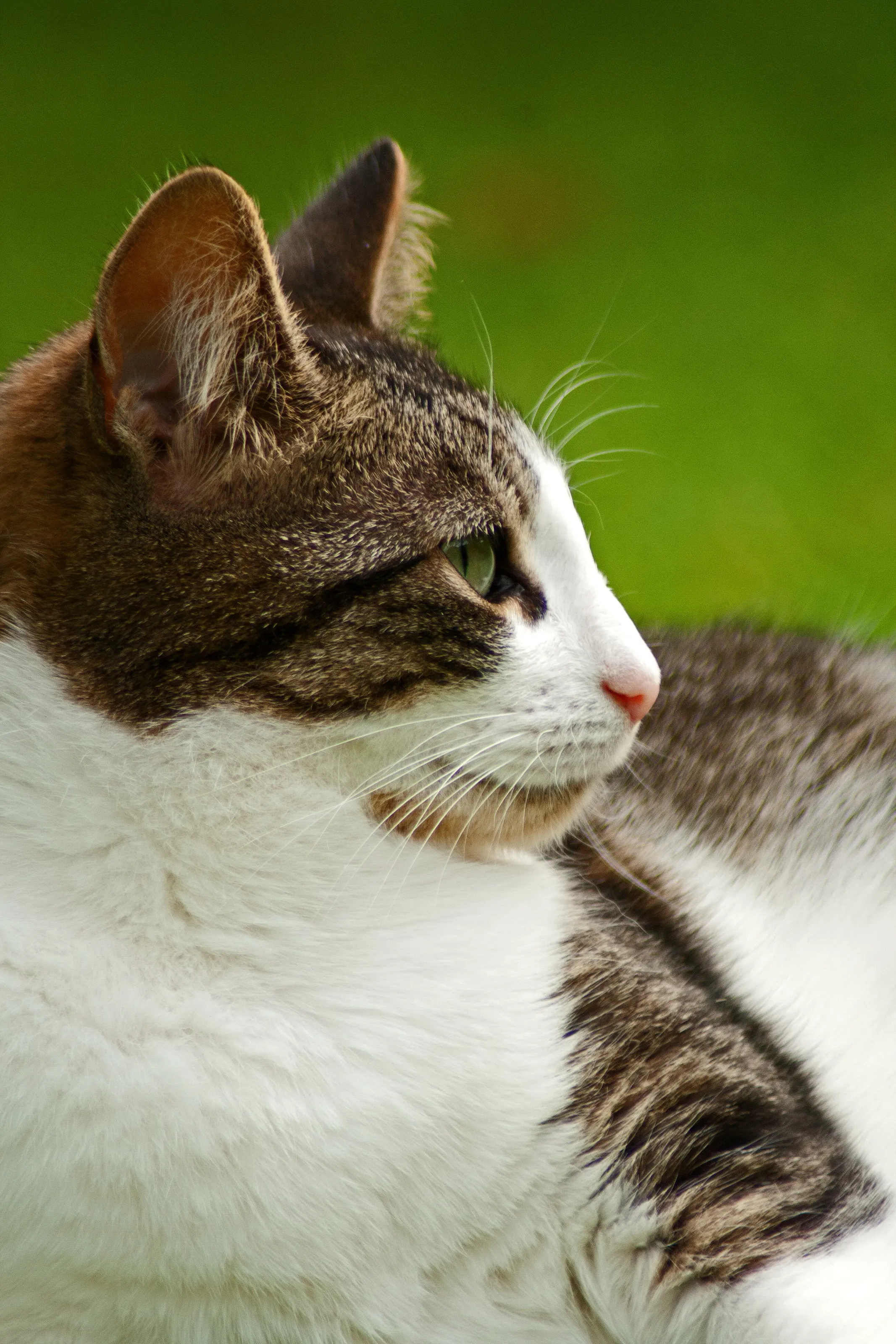 My Sister's Cat 'Wookie'