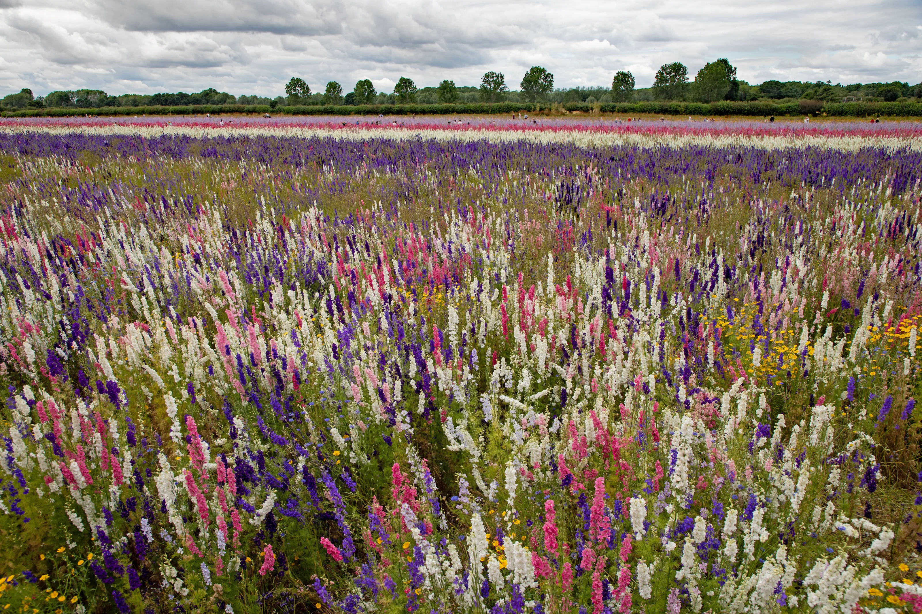 Confetti flower field