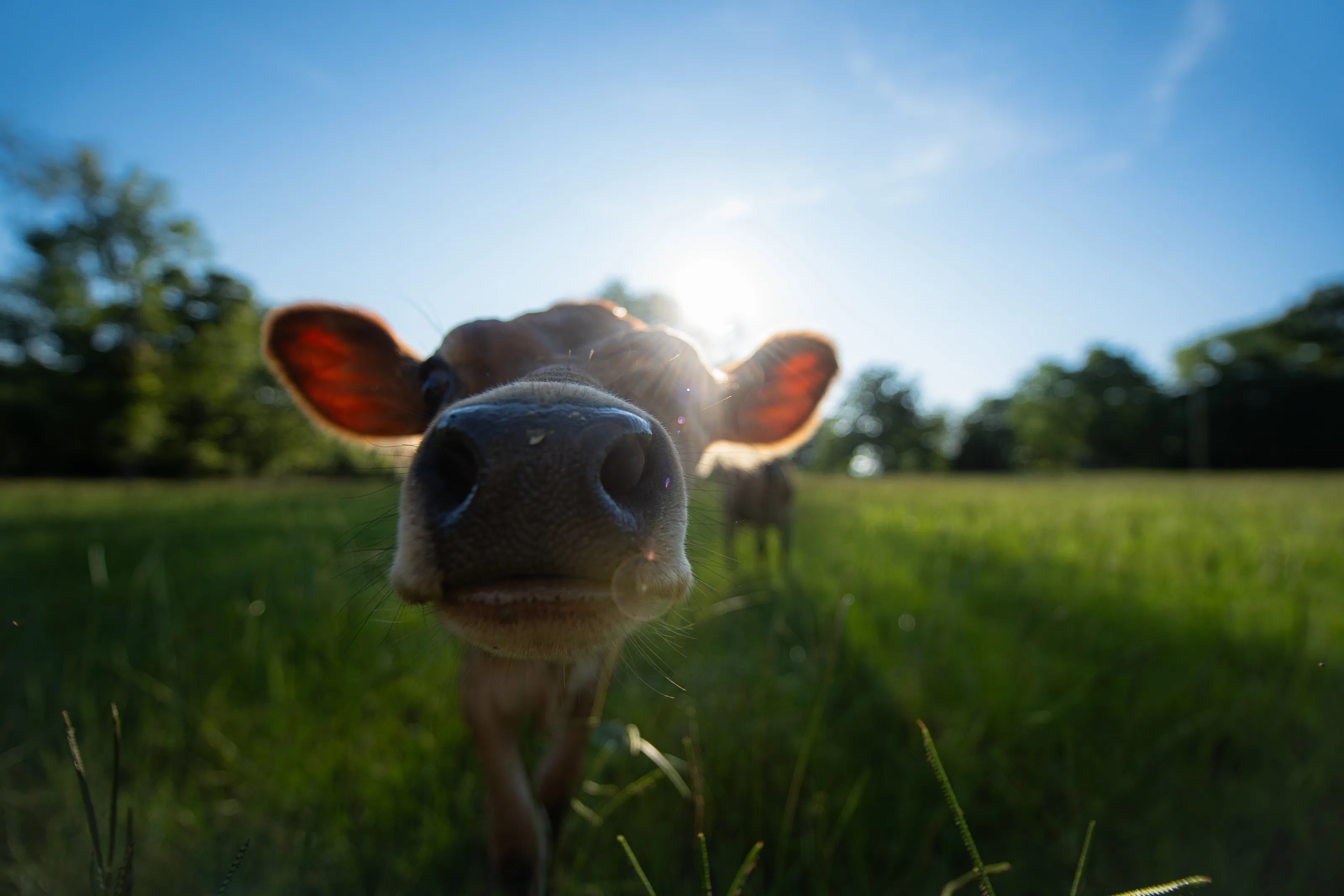 Nosey Cow