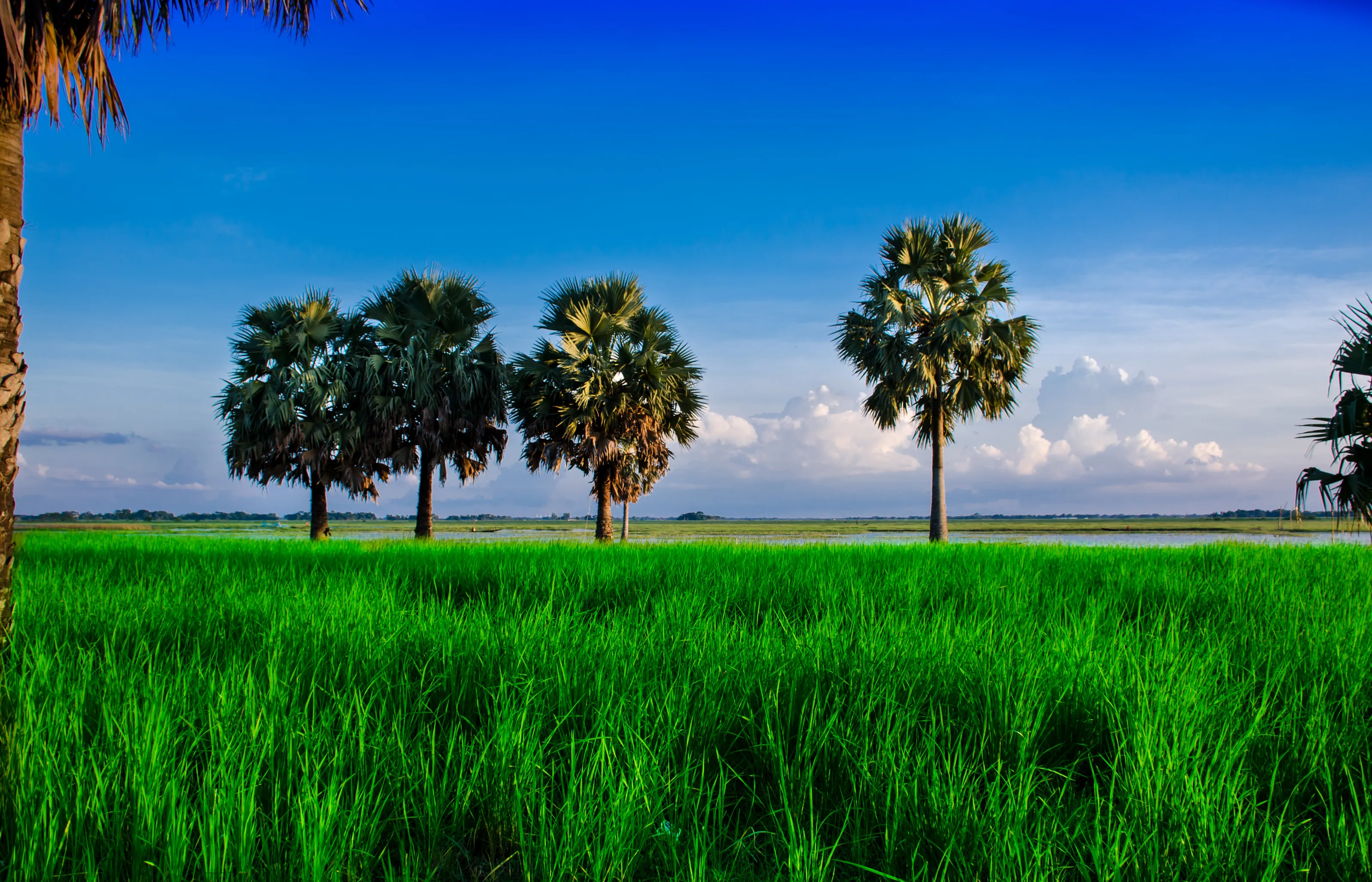 trees or green field and blue sky