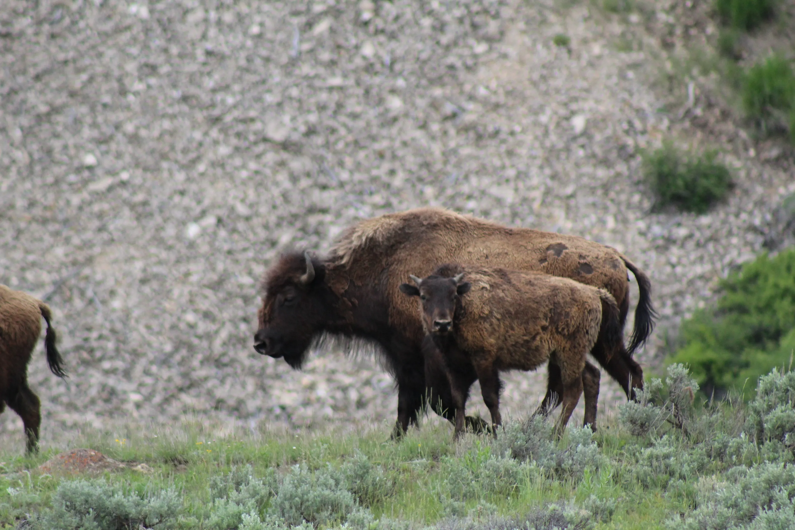 Mini me Bison Crossing