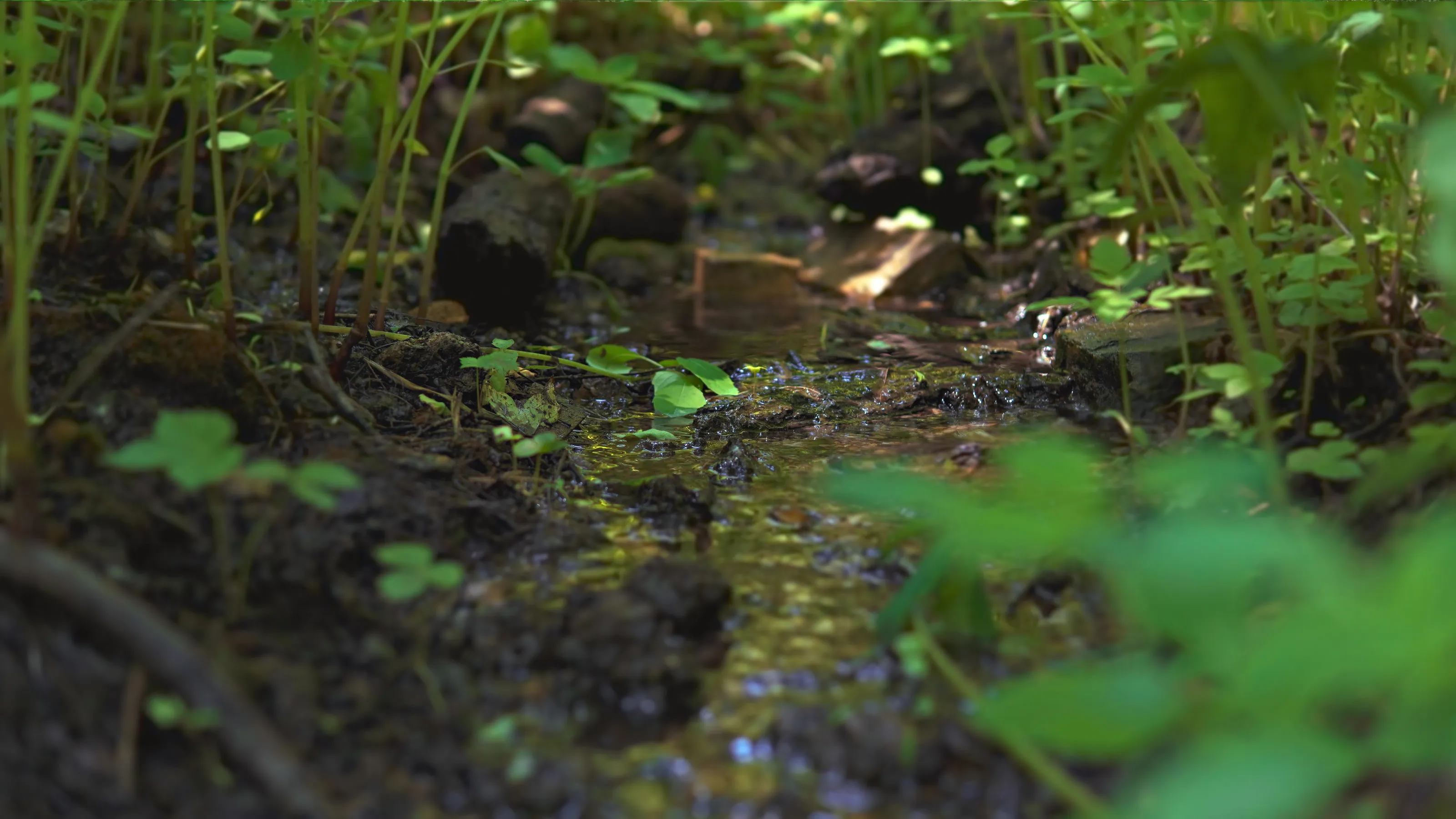 Macro Stream