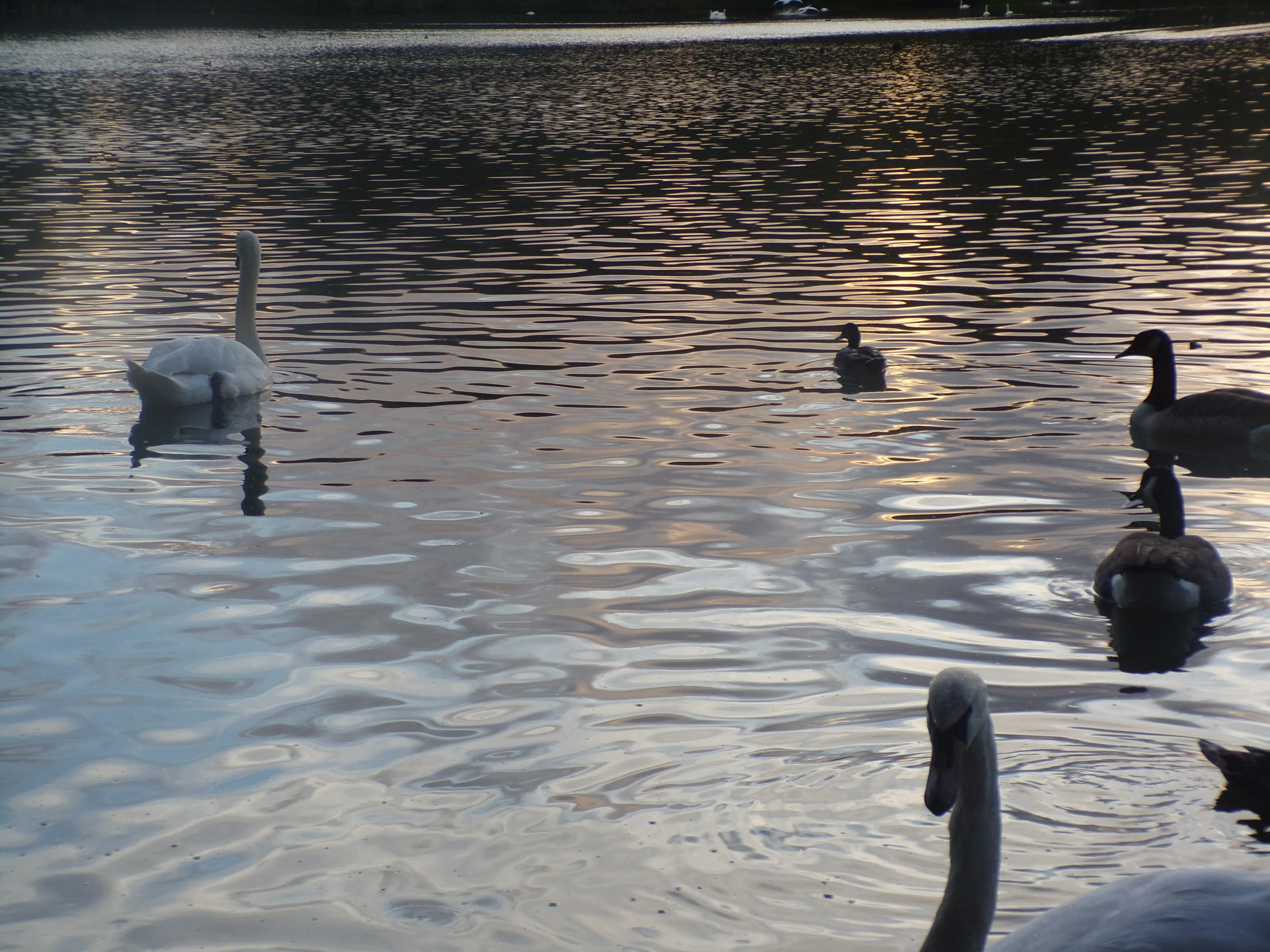 Golden Hour with Swans