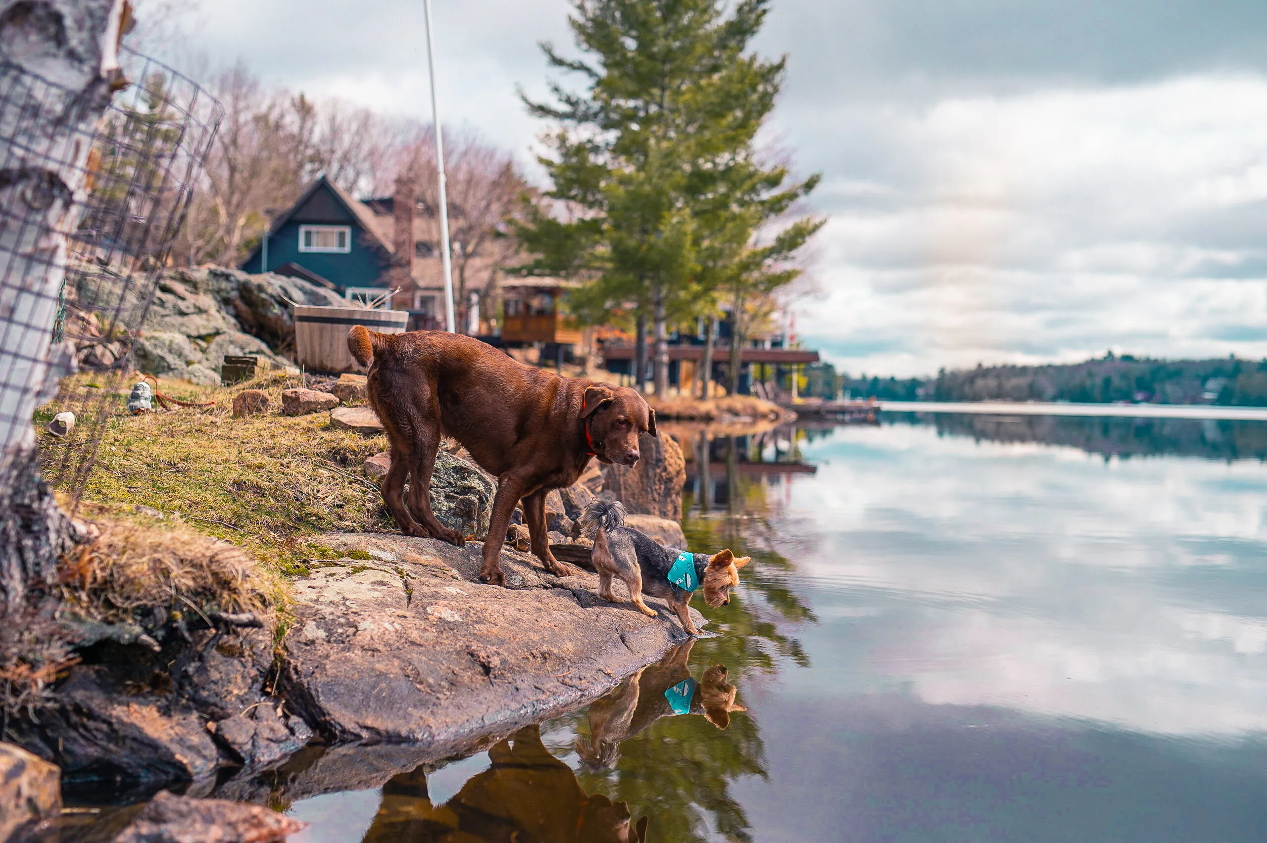 Puppies at the Lake