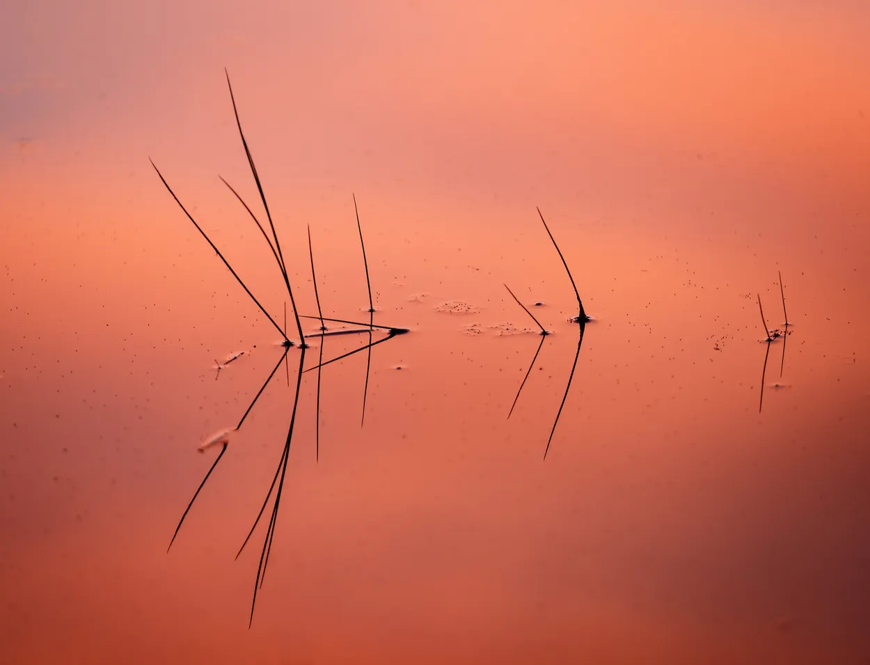 Sunset Pond