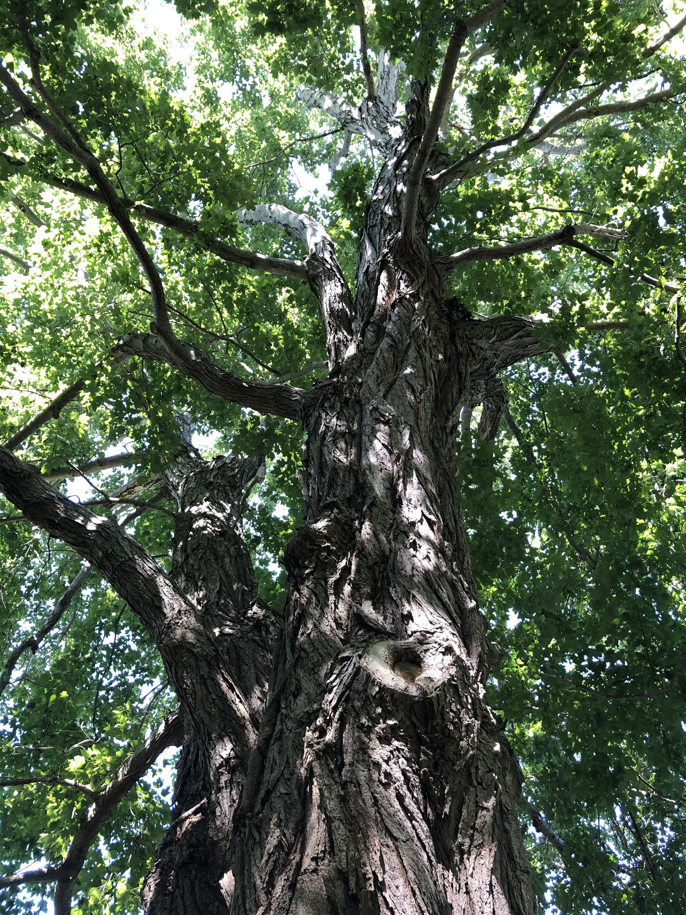 Magnificent Tree