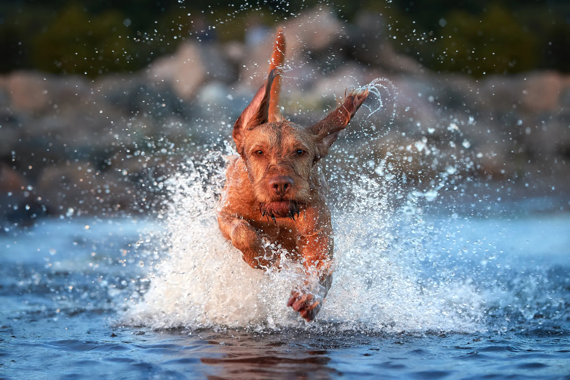 Magyar vizsla. Amazing power and grace in the water
