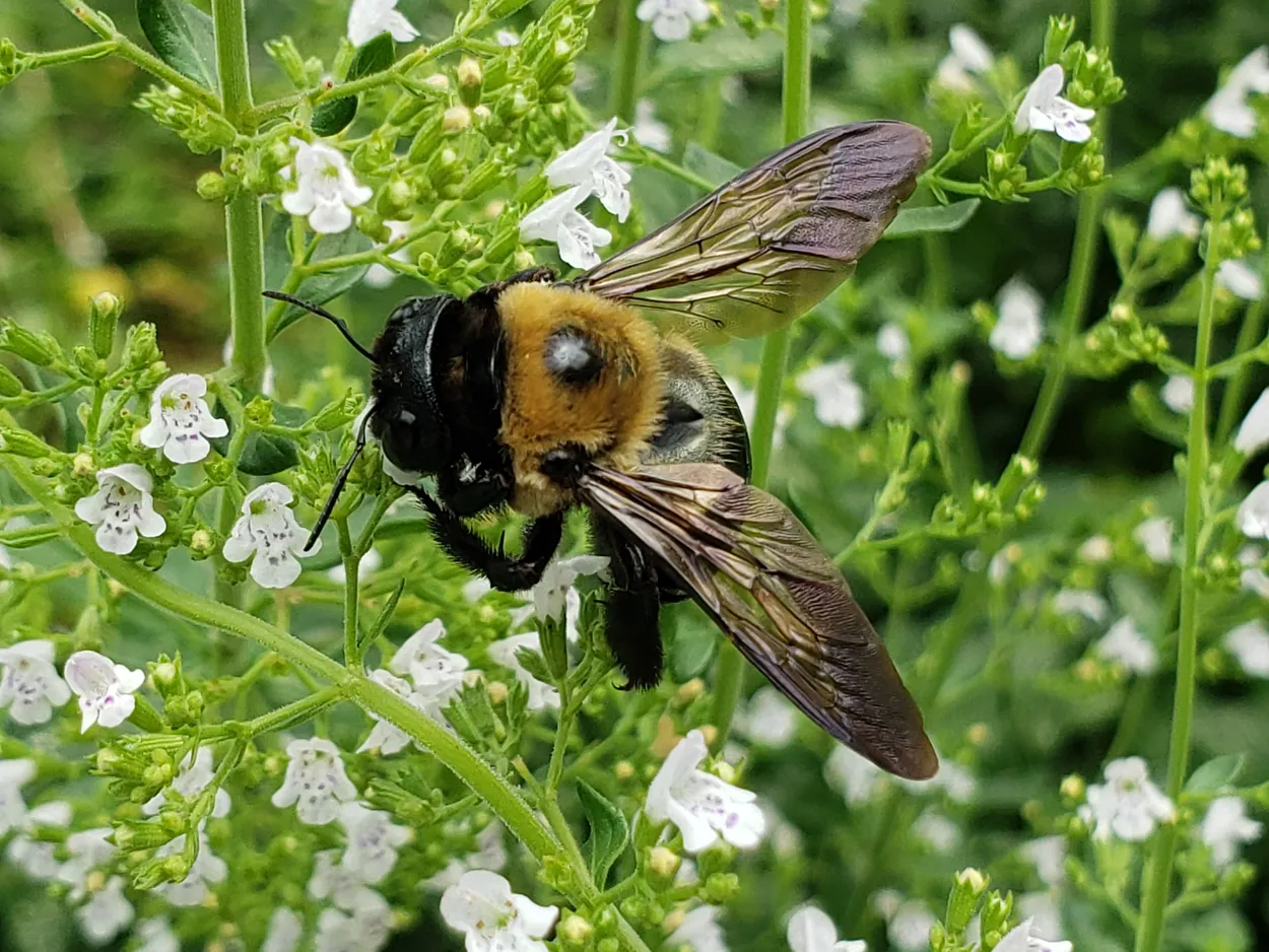 Entry 17106853