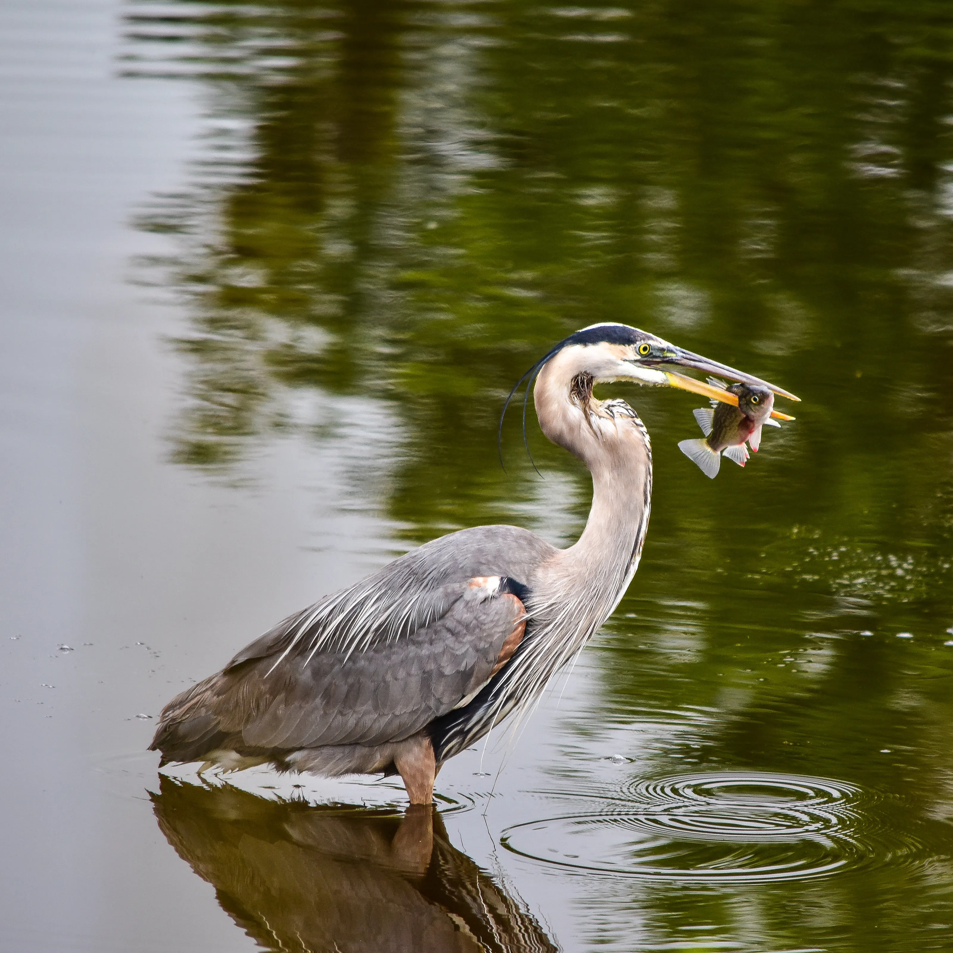 Catch of the Day