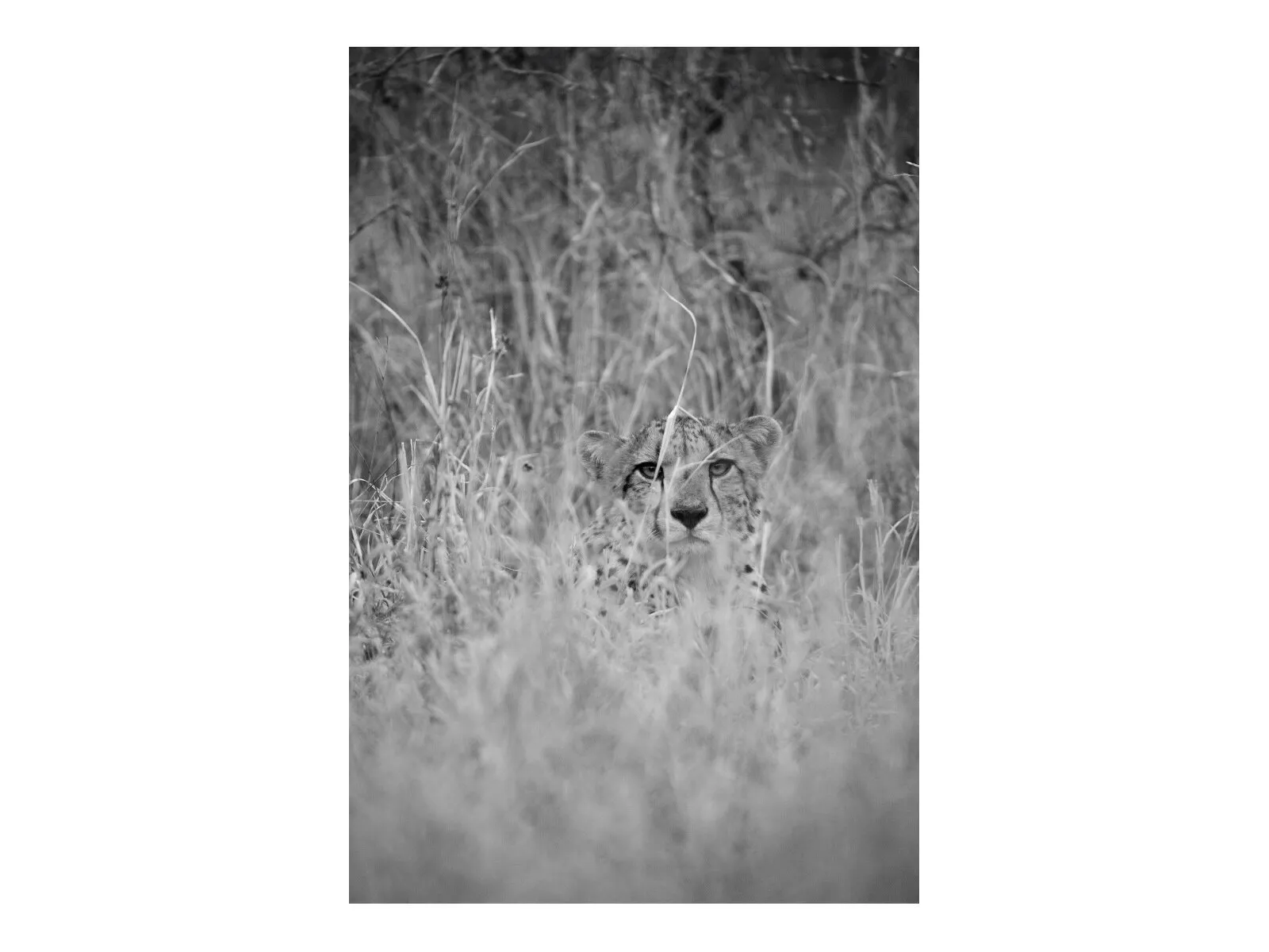 Cheetah at Makgokolo