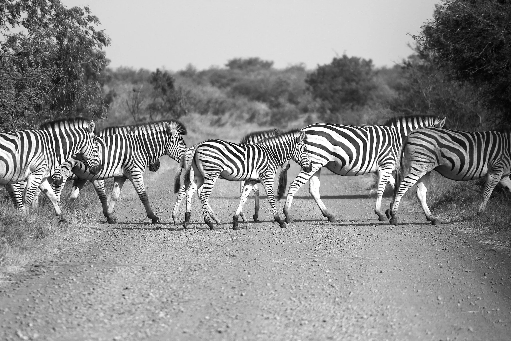 Zebra Crossing