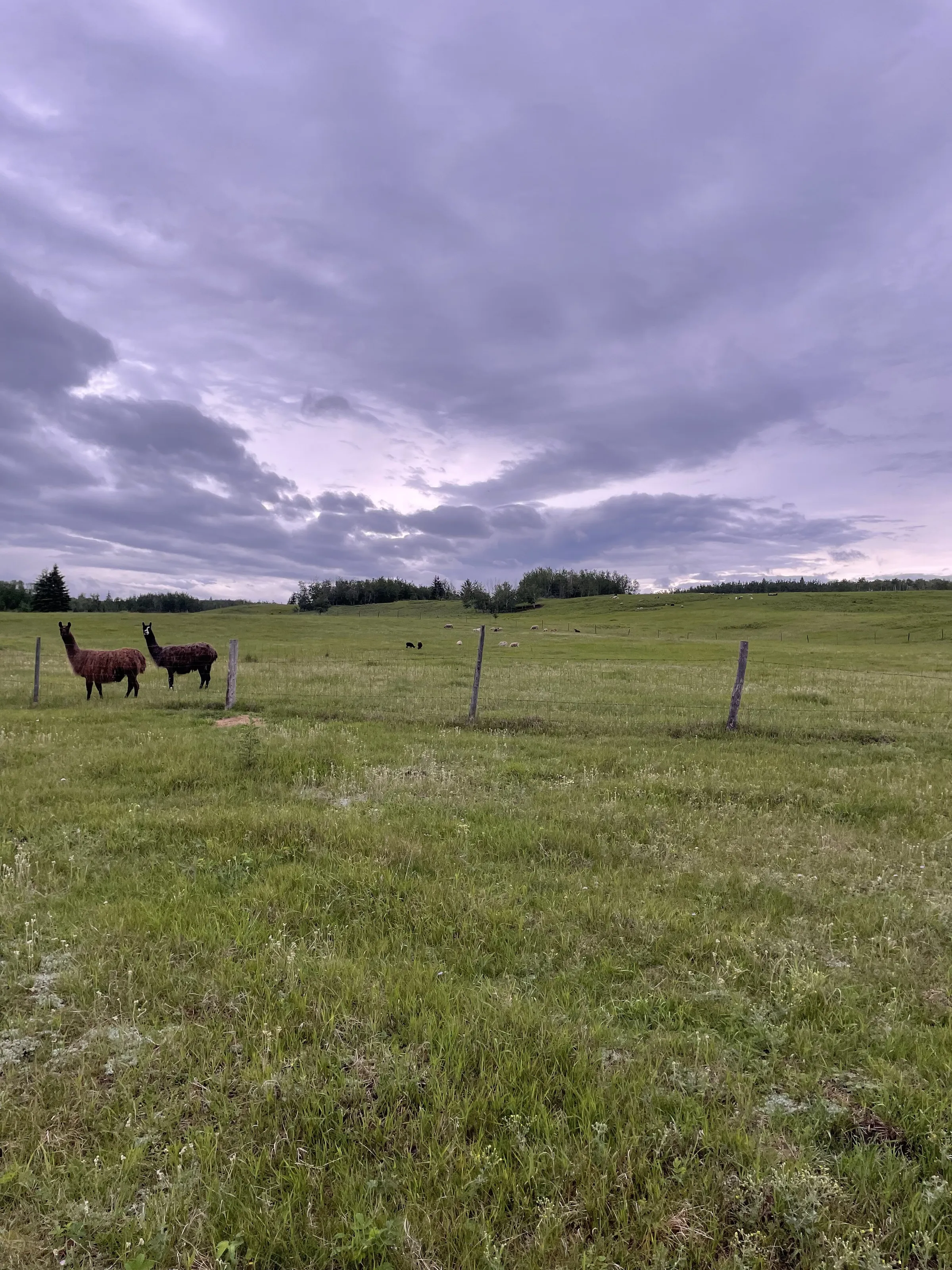 Llamas in the field