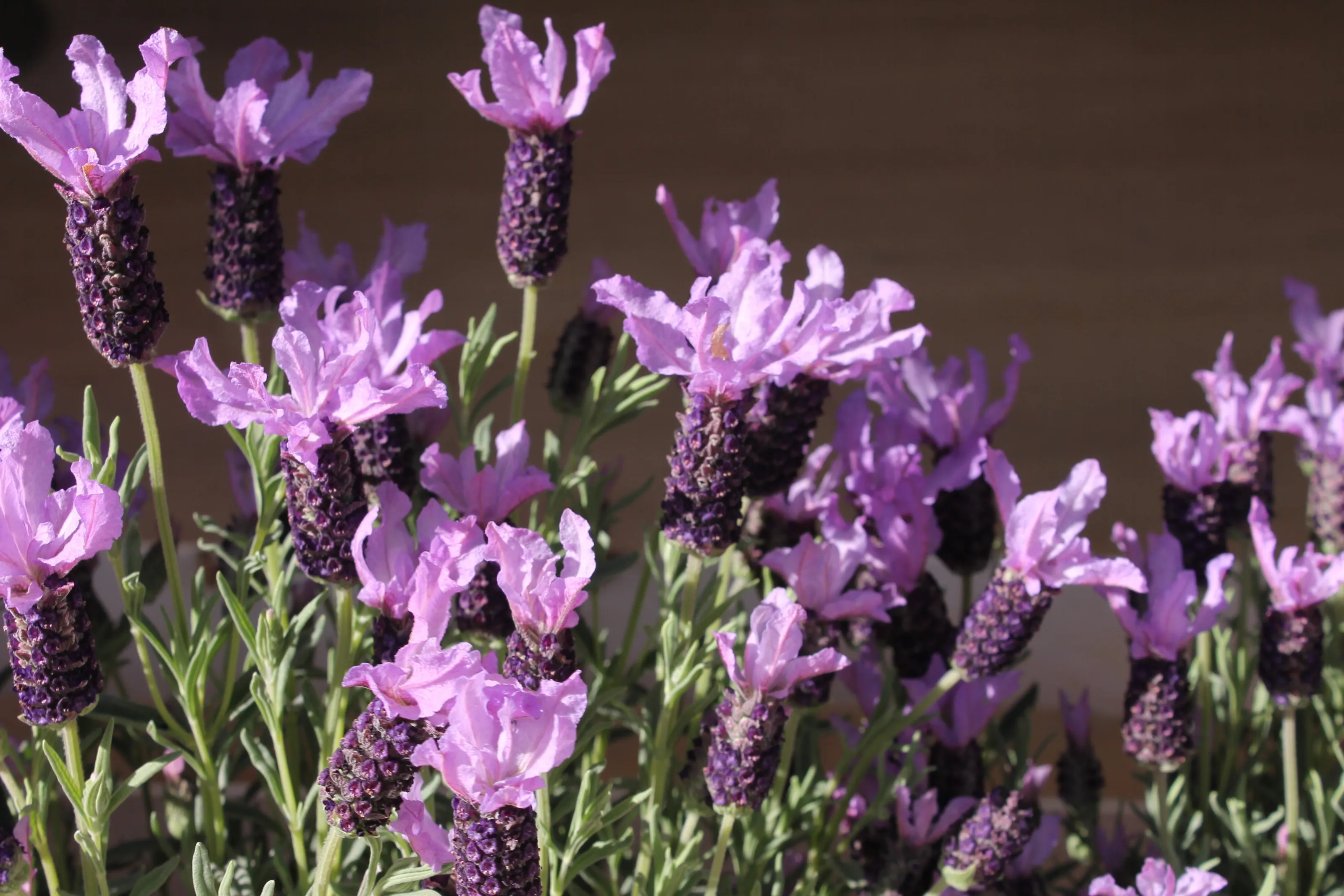 Lavender