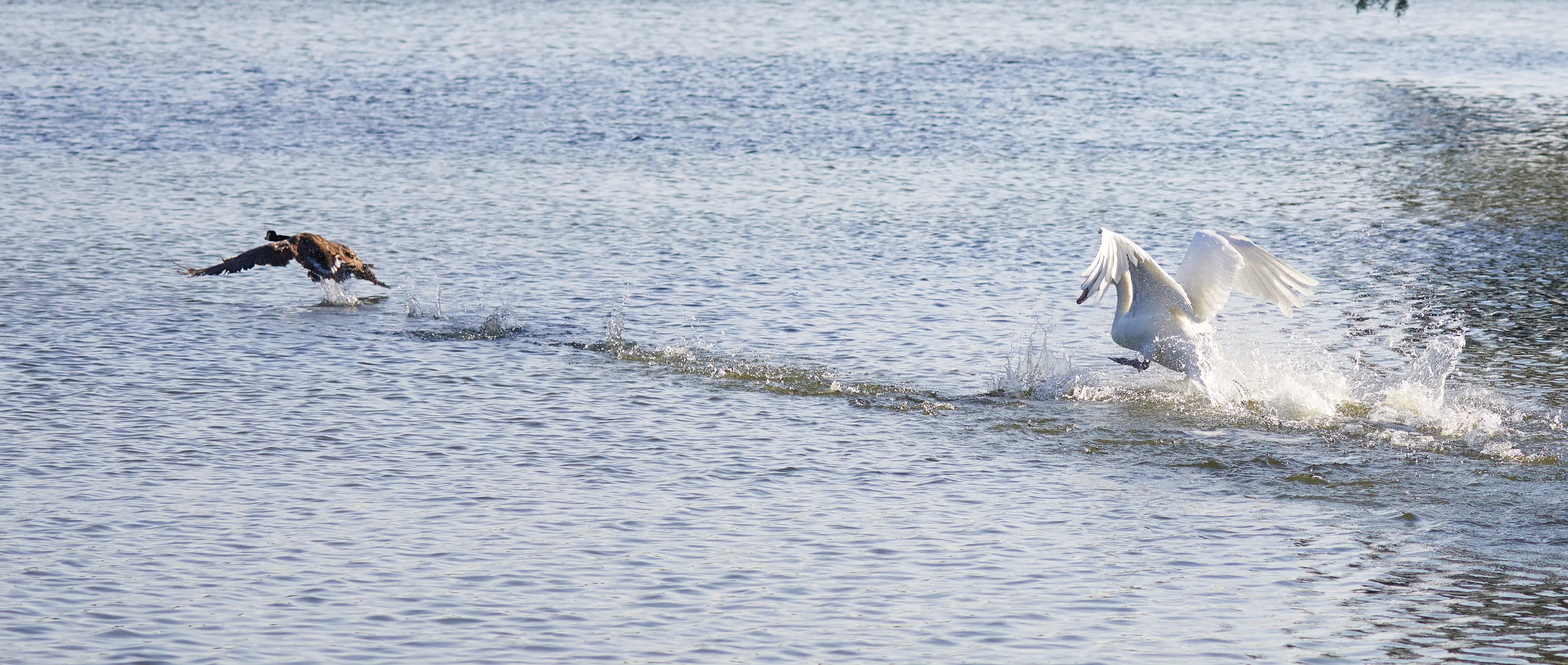 A Graceful Chase: Ballet on Water