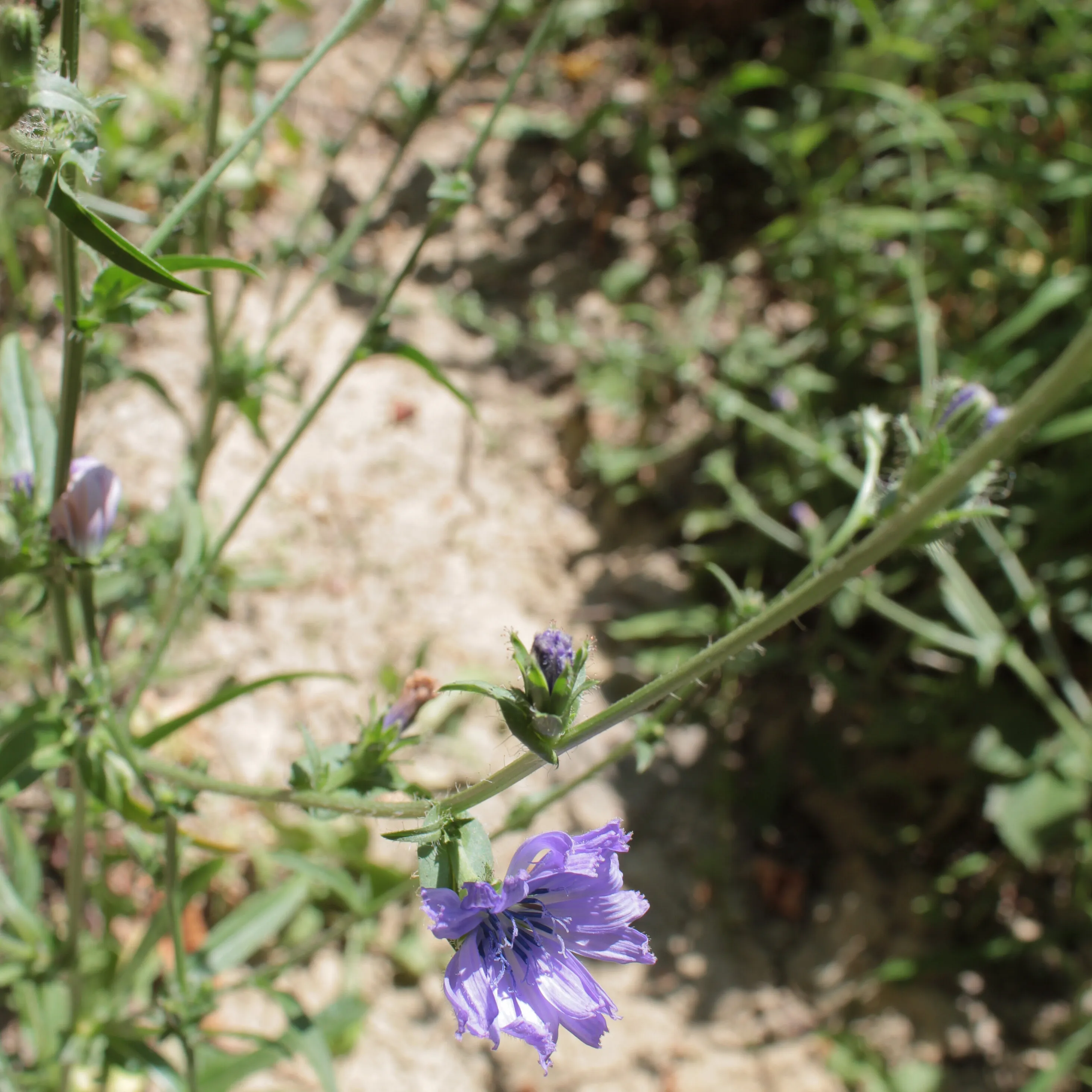 Blue flower in Tidone Valley, Italy