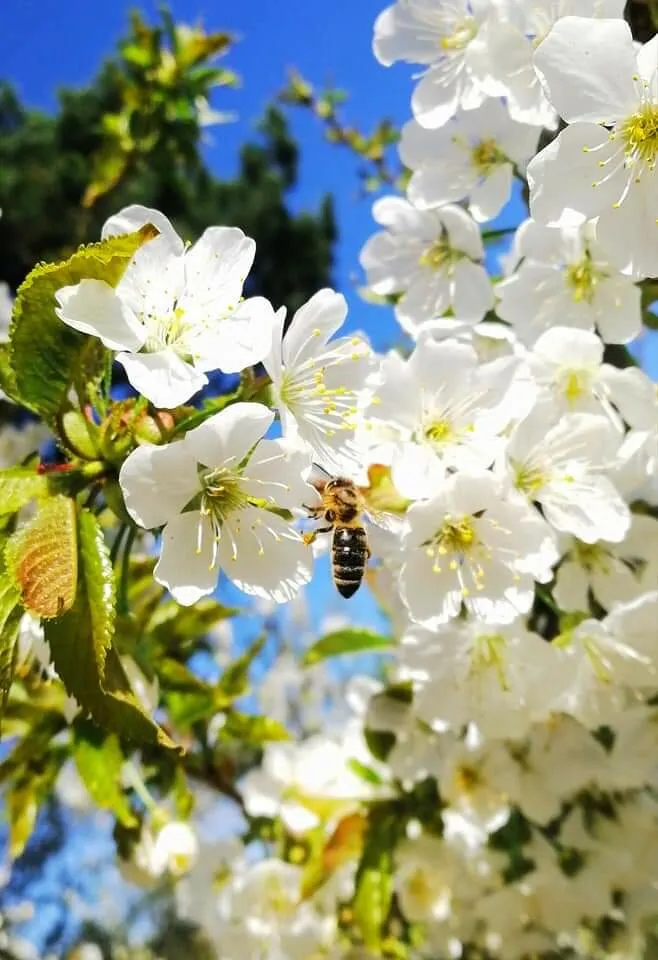Bee 💛🖤