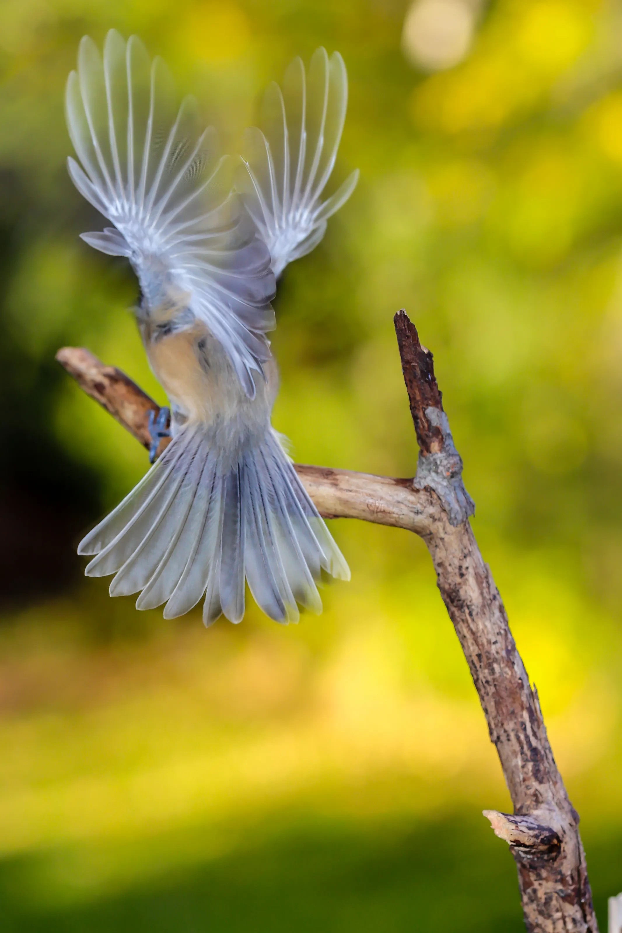 Black-capped Chickadee (Parus carolinensis) in motion