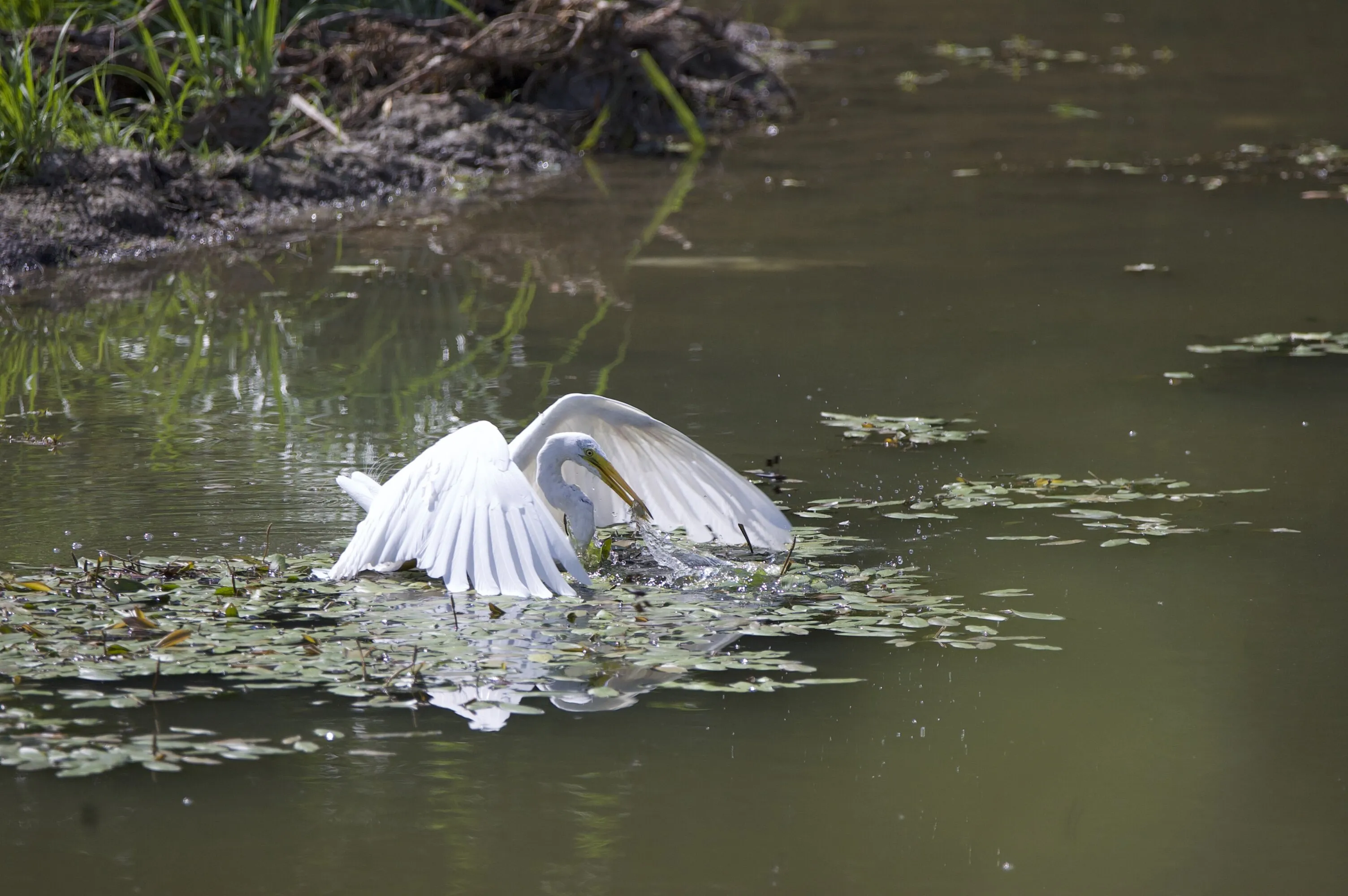 Great Egret feeding in suburban pond