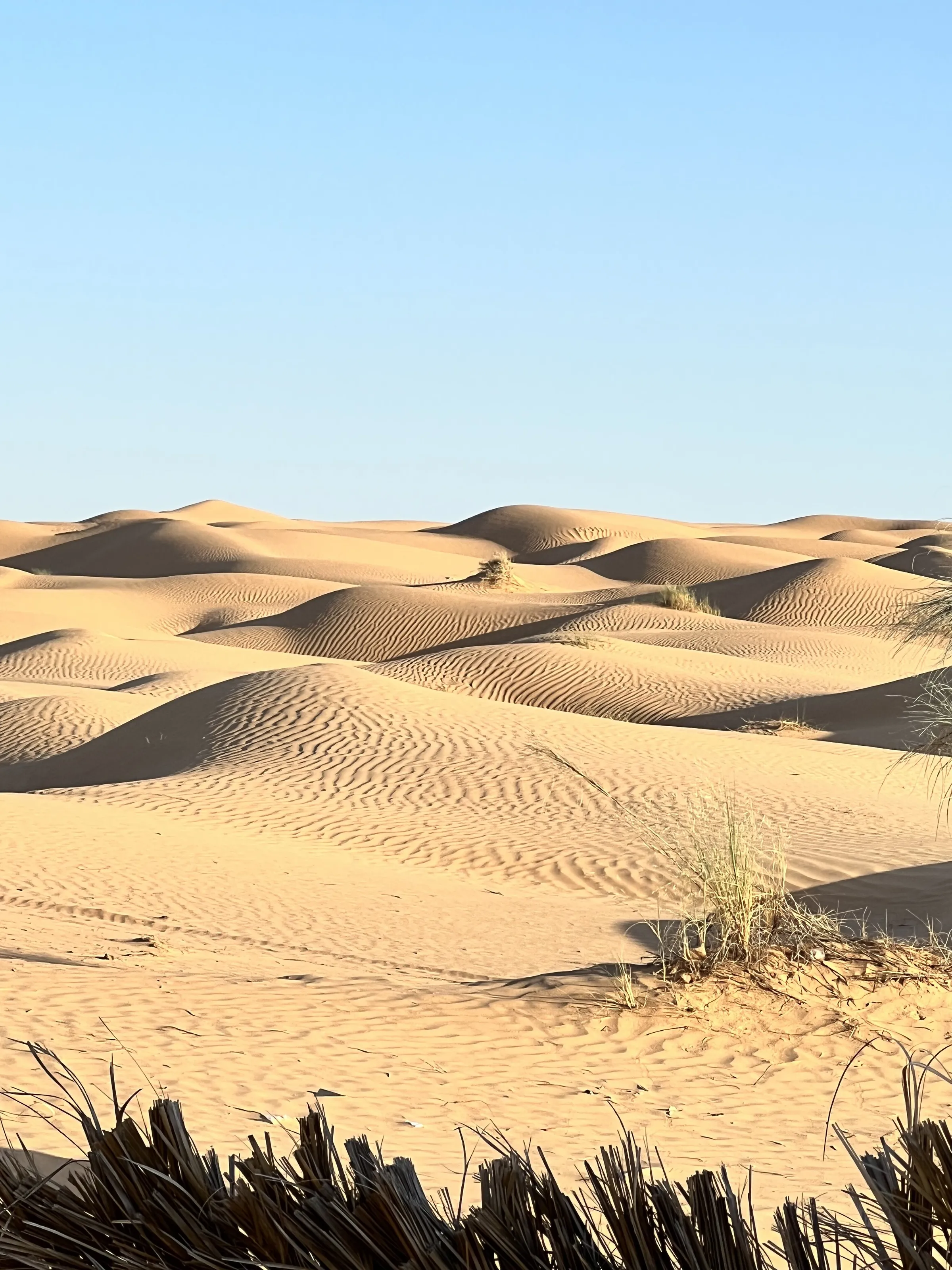 The golden dunes