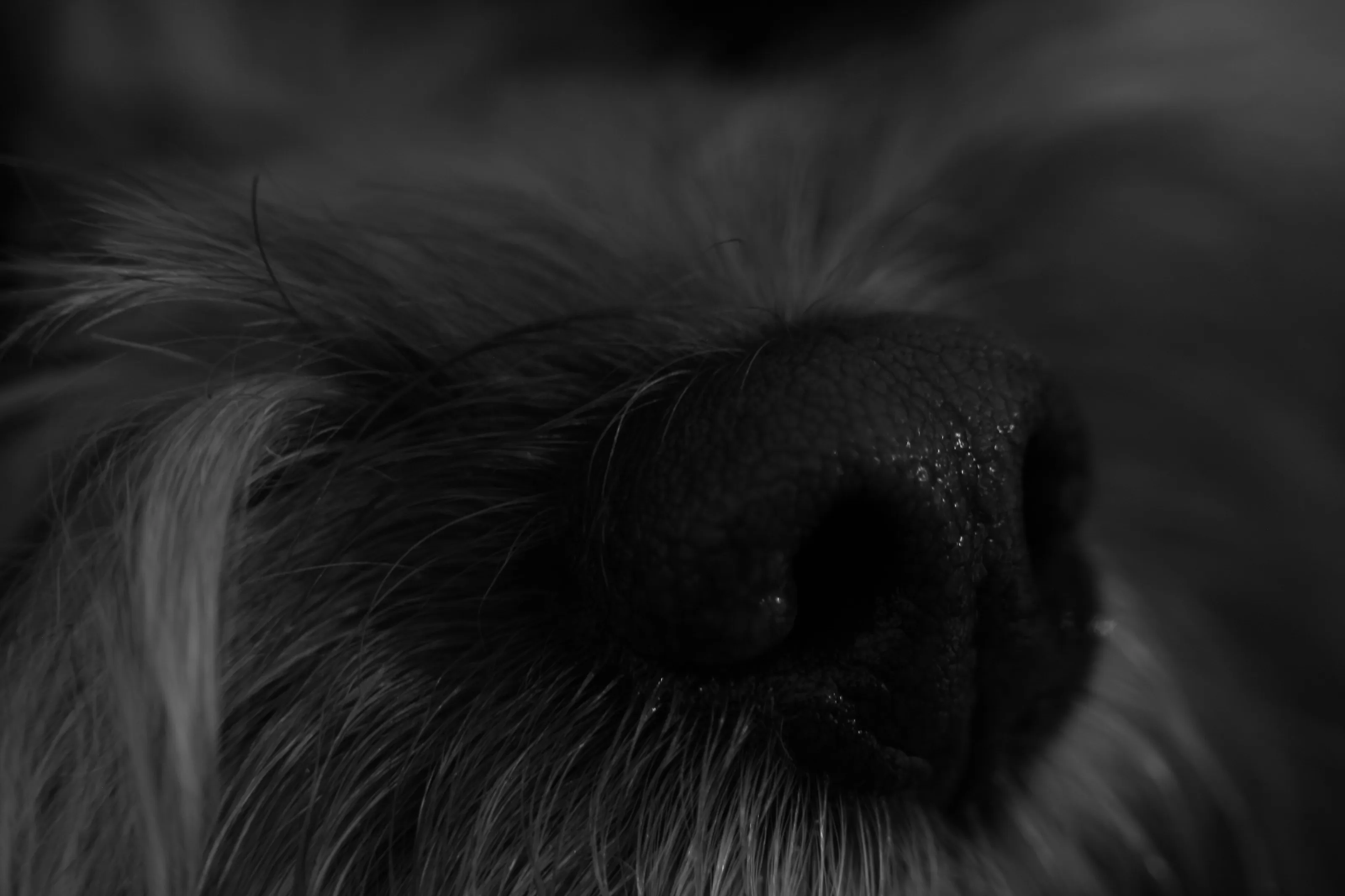 Monochrome Dog's Nose