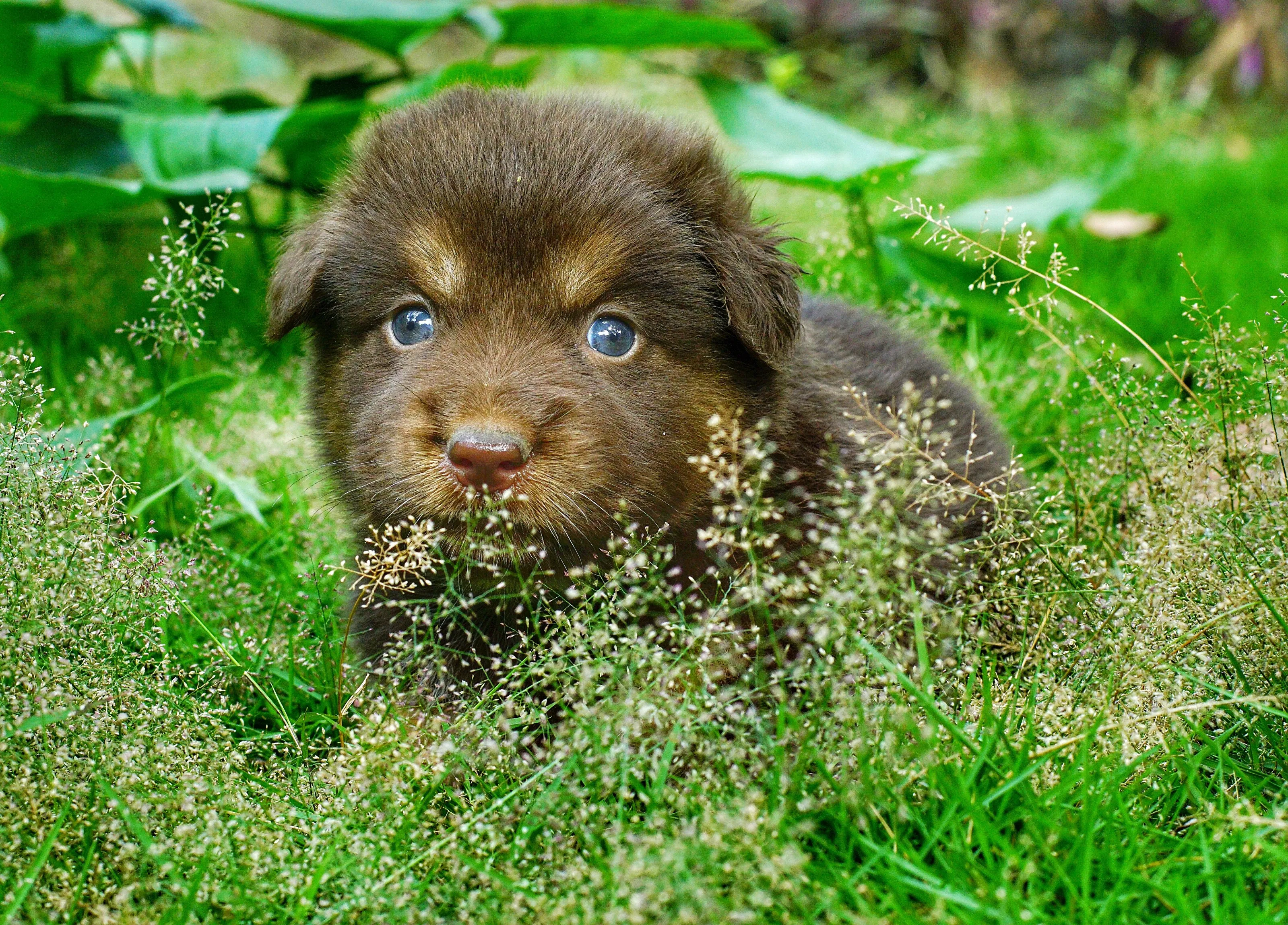 Little dog