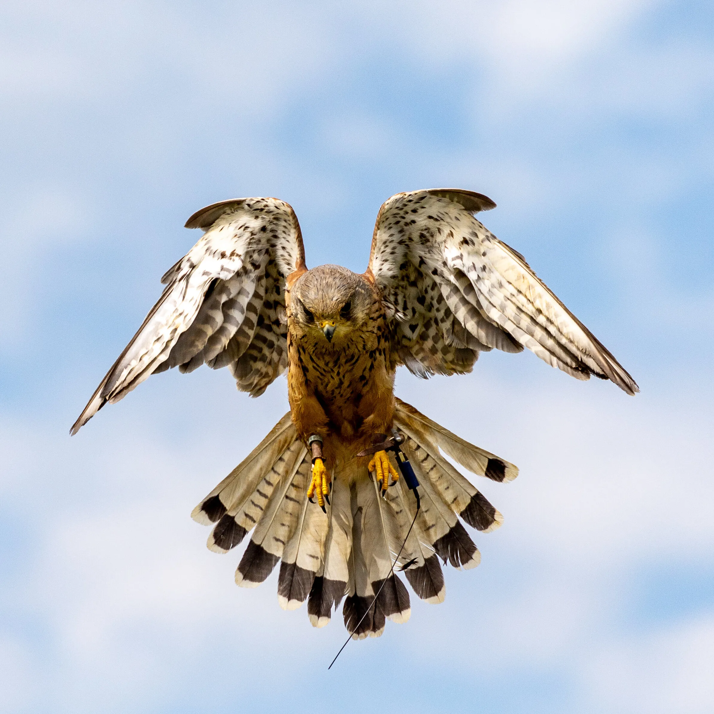 Kestrel in flight