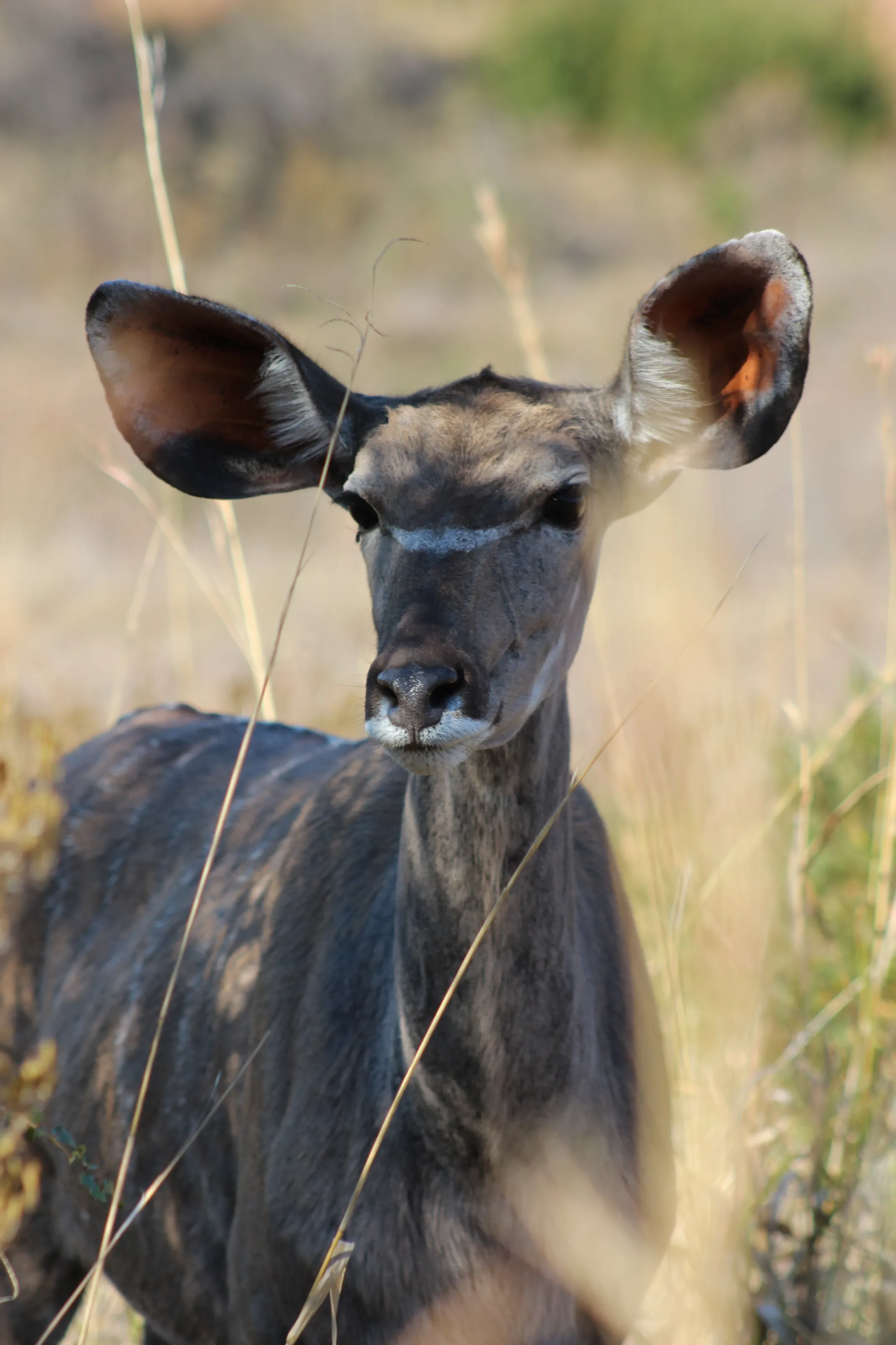 Curious Kudu