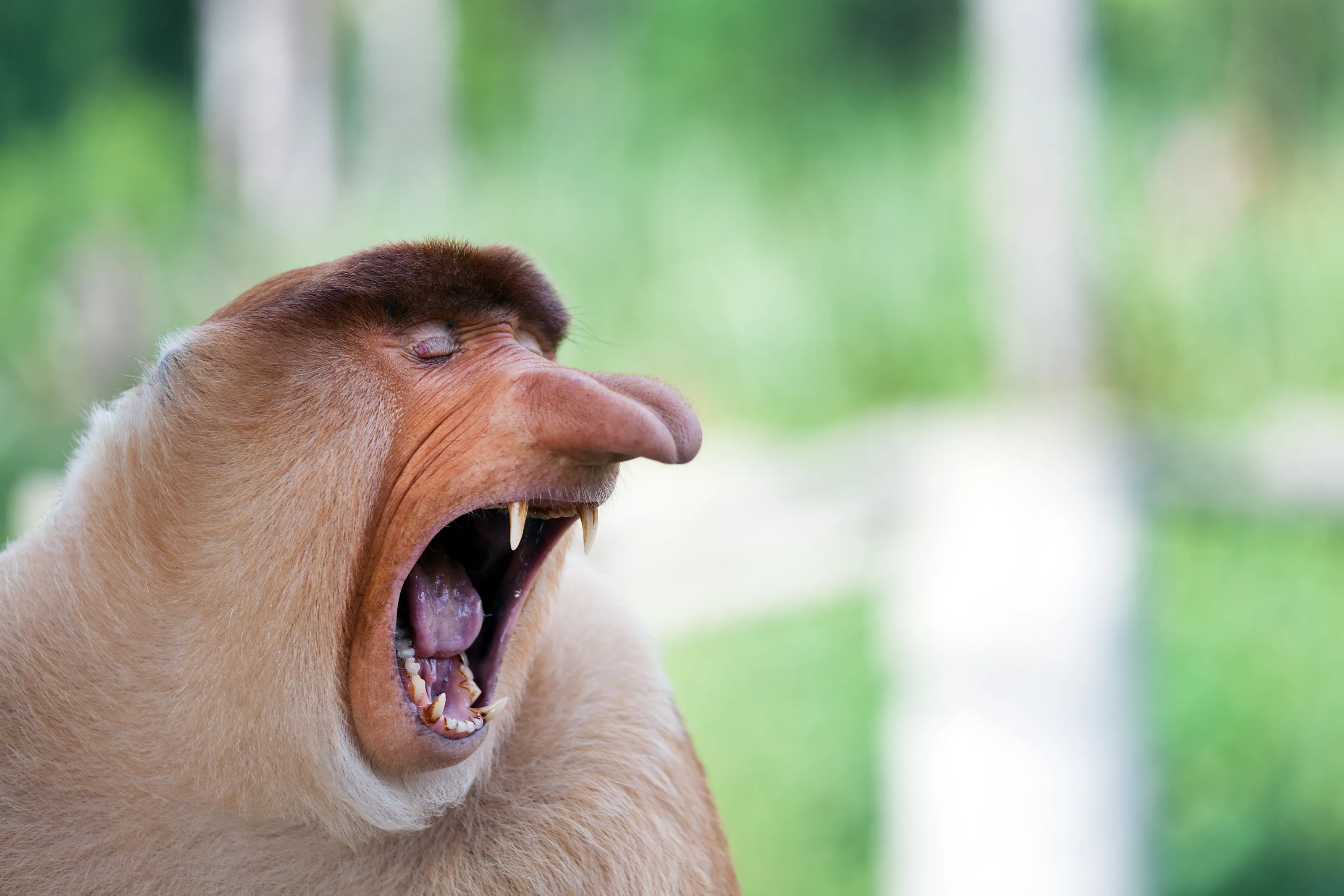 Funny long nose monkey yawning, Borneo