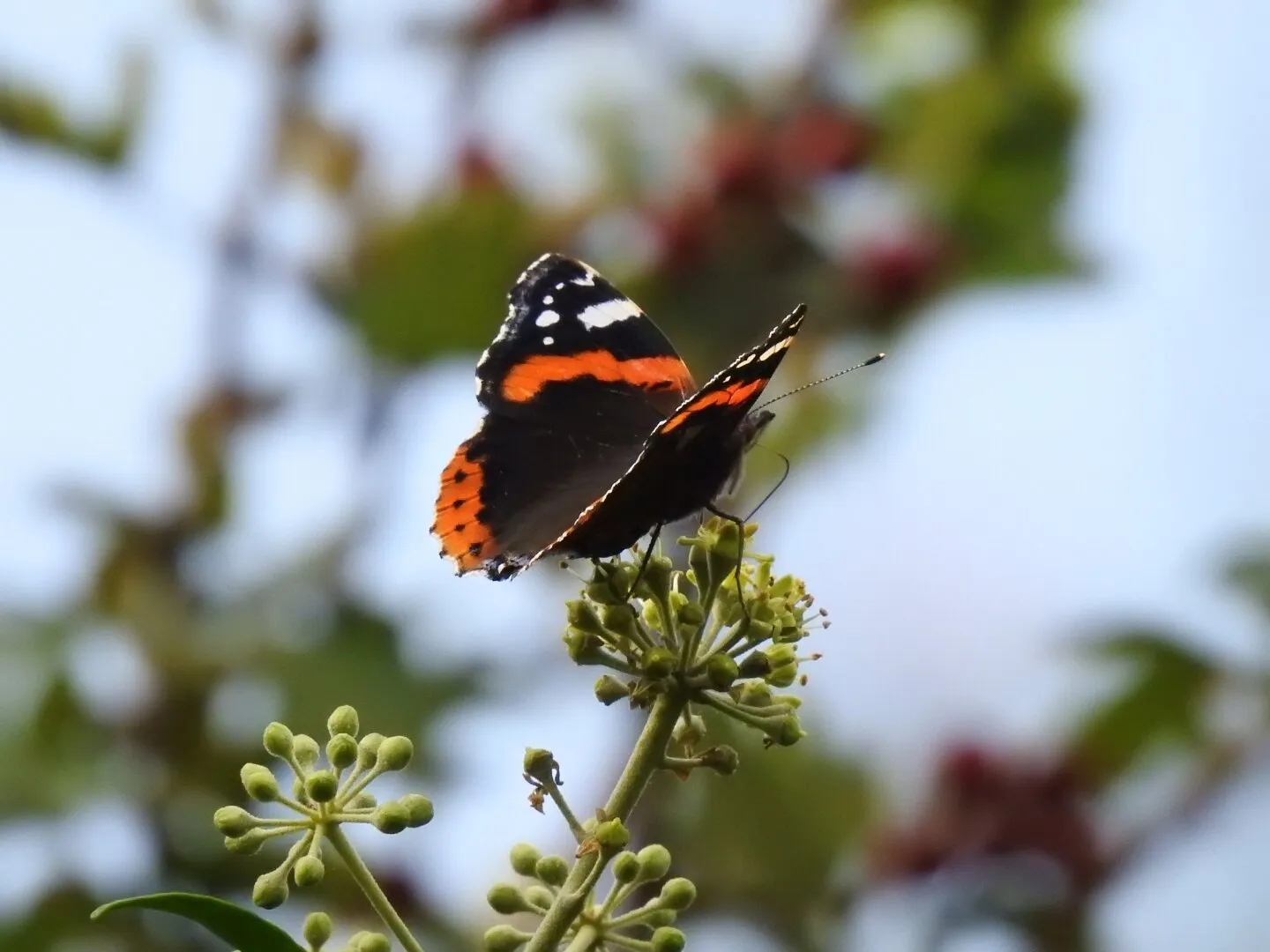 Red Admiral Butterfly