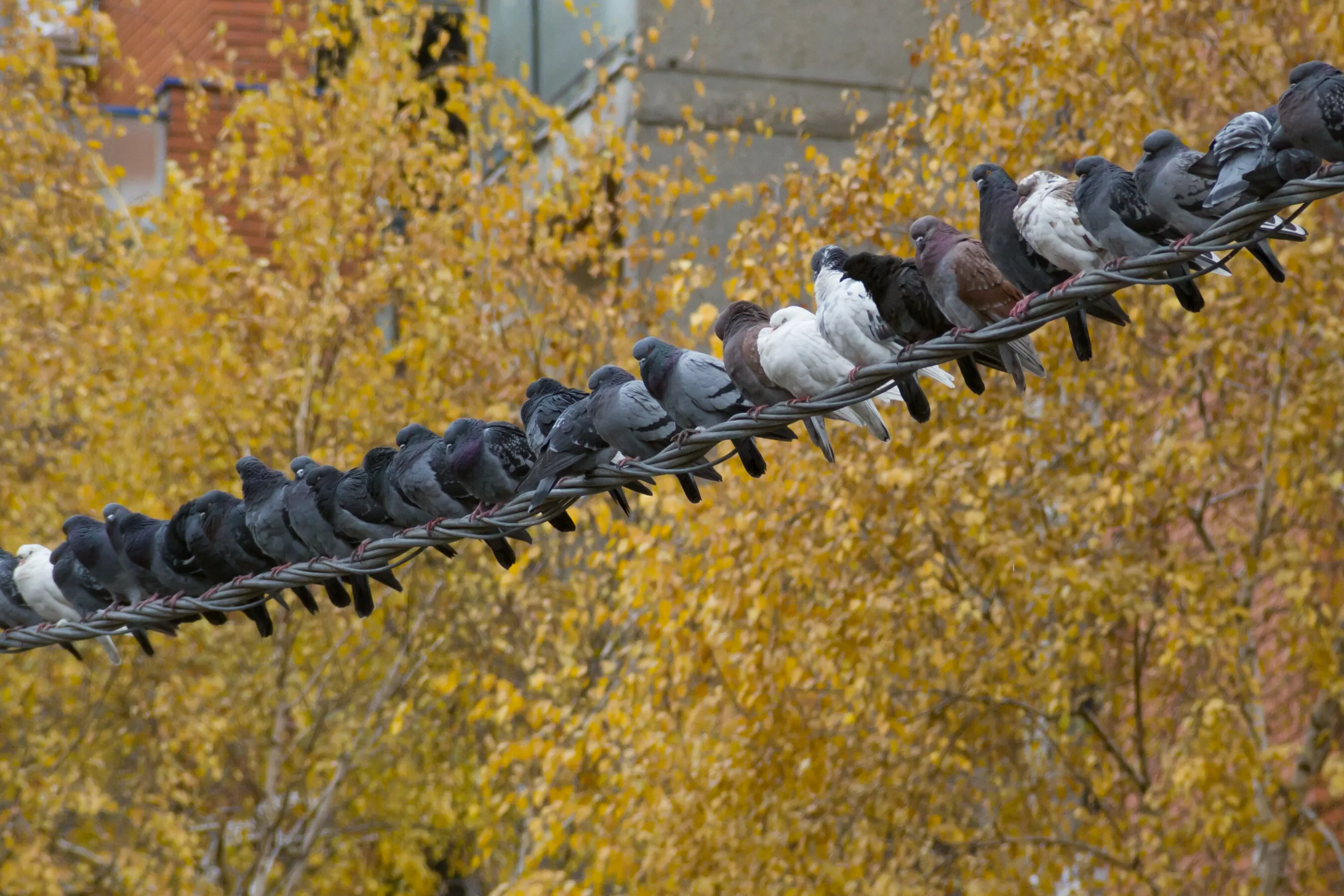 Pigeons online