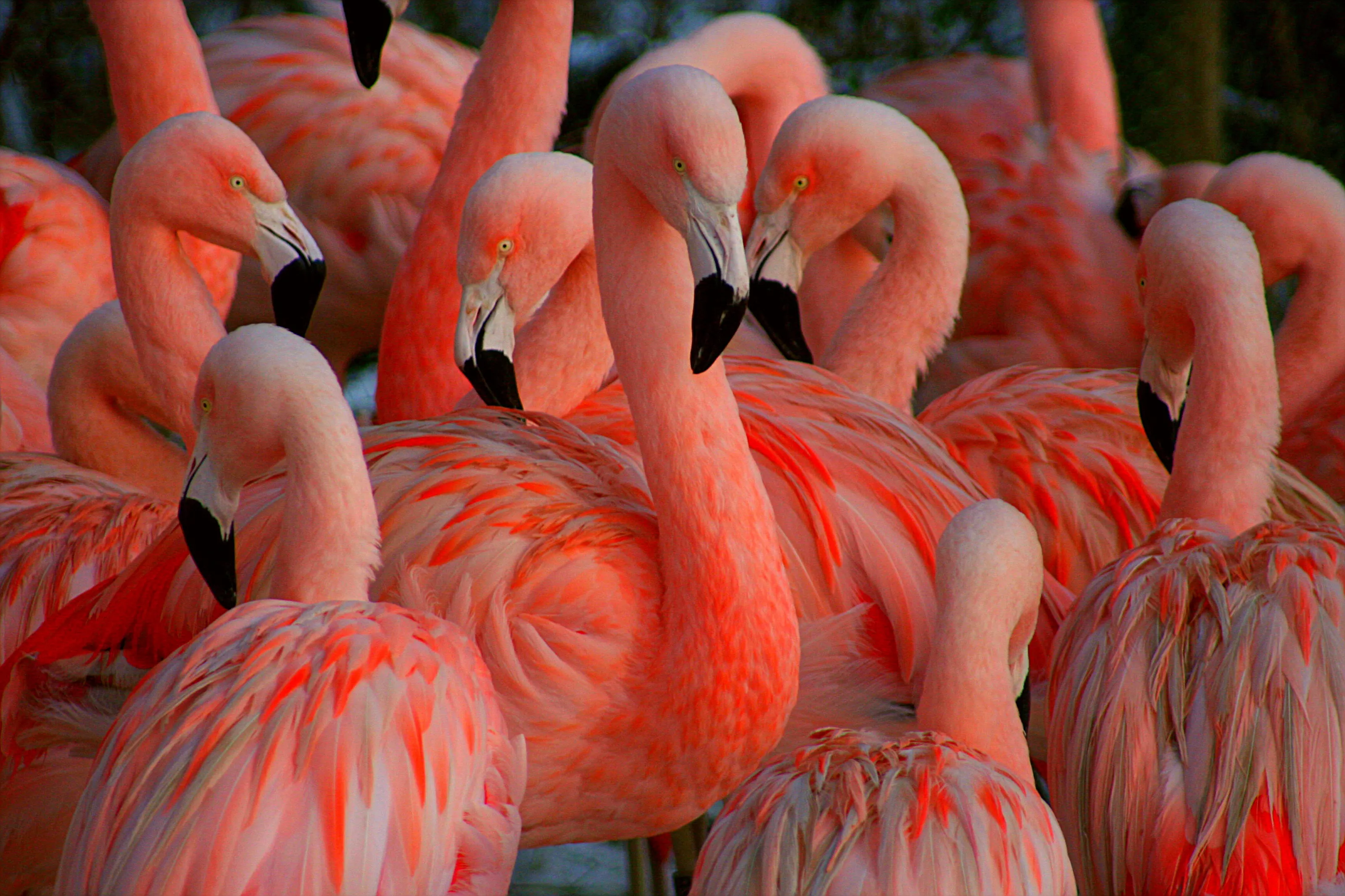 Fusion of Flamingos