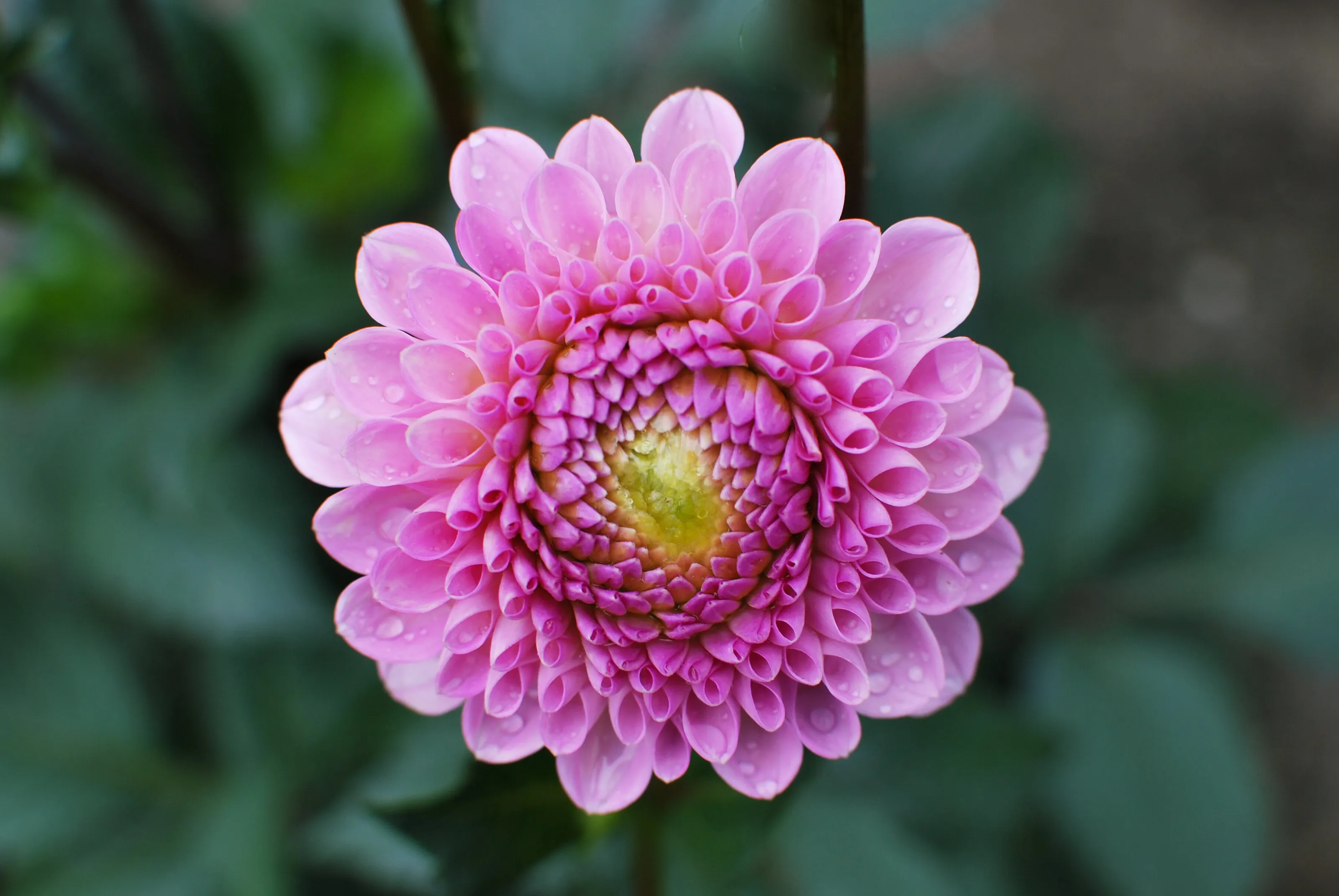 Closeup of pink dahlia flower