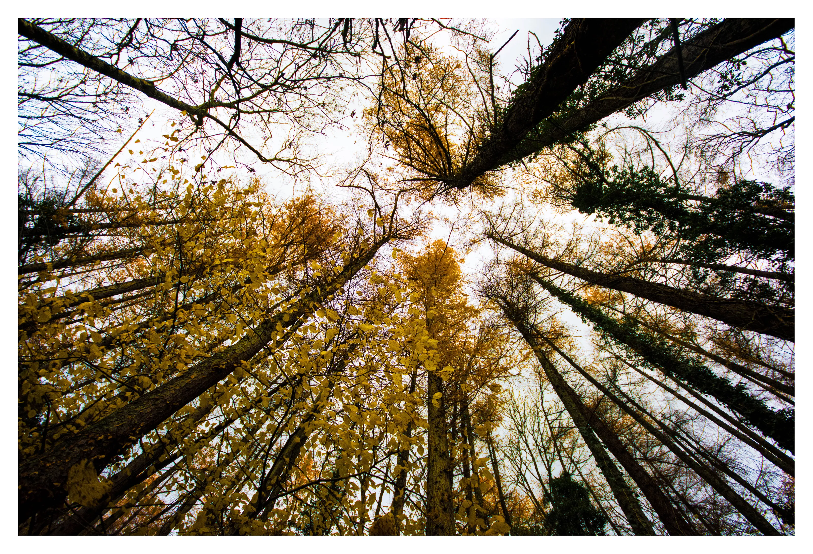 Tree-mendous