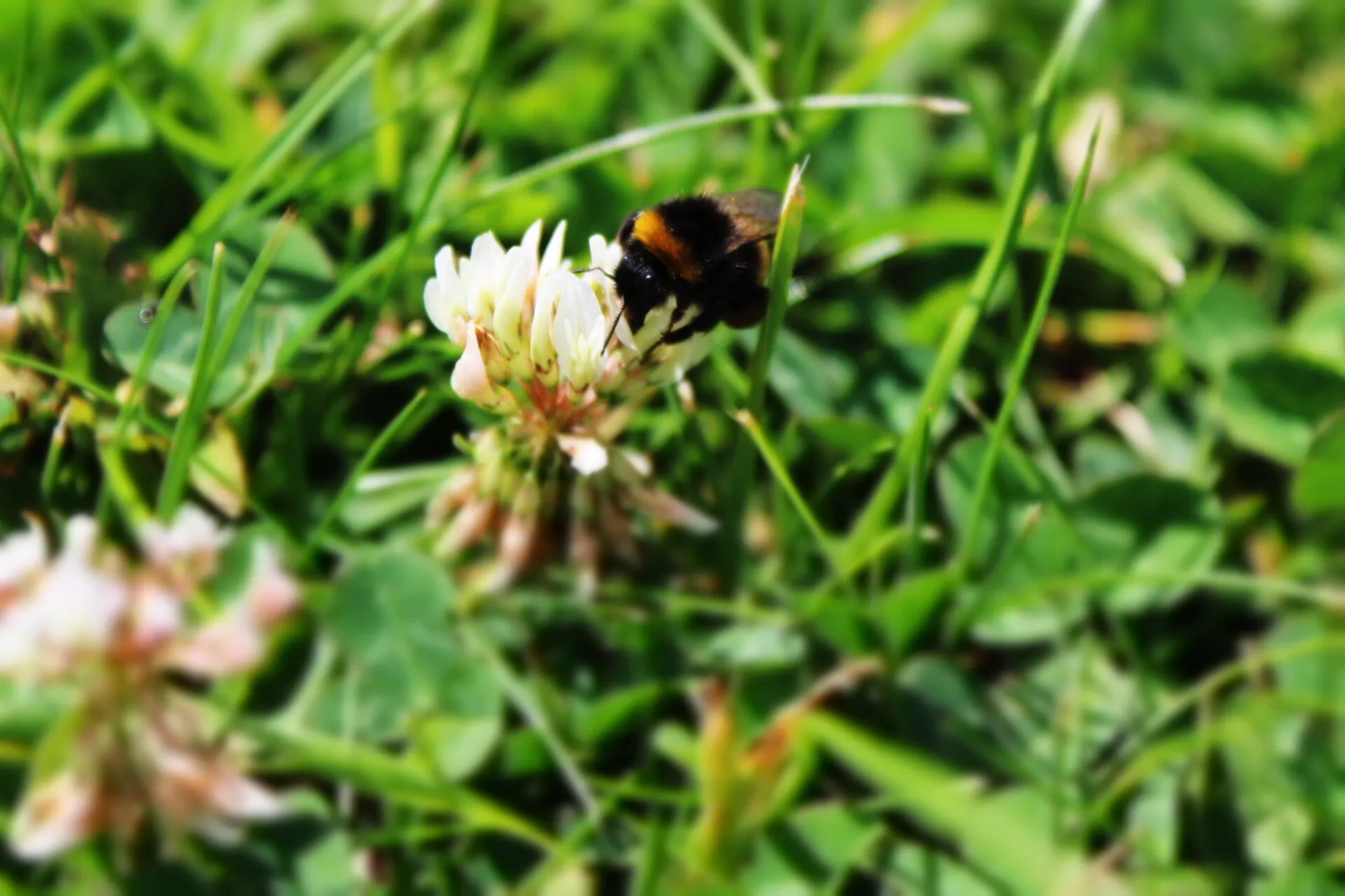 Beauty of the Bee