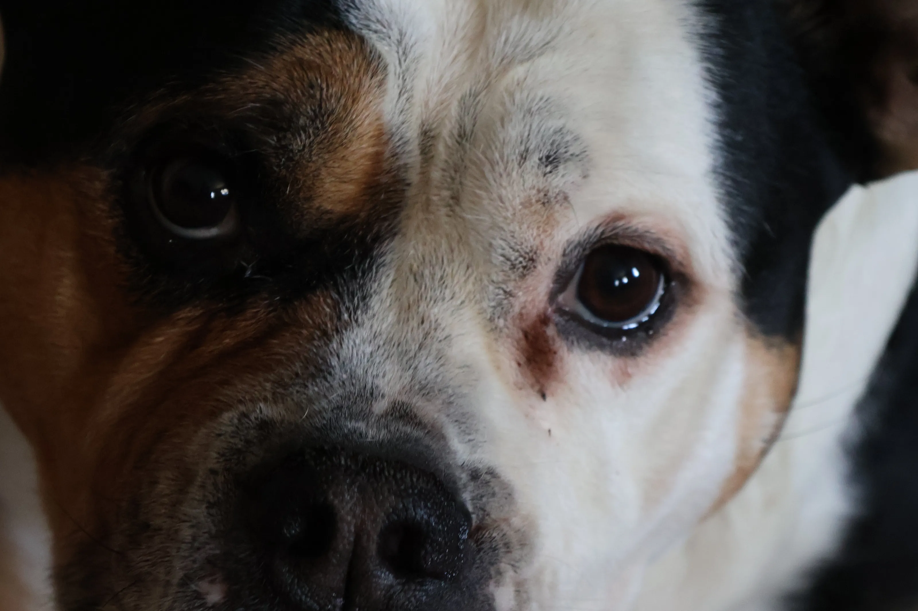 Puppy Dog Eyes
